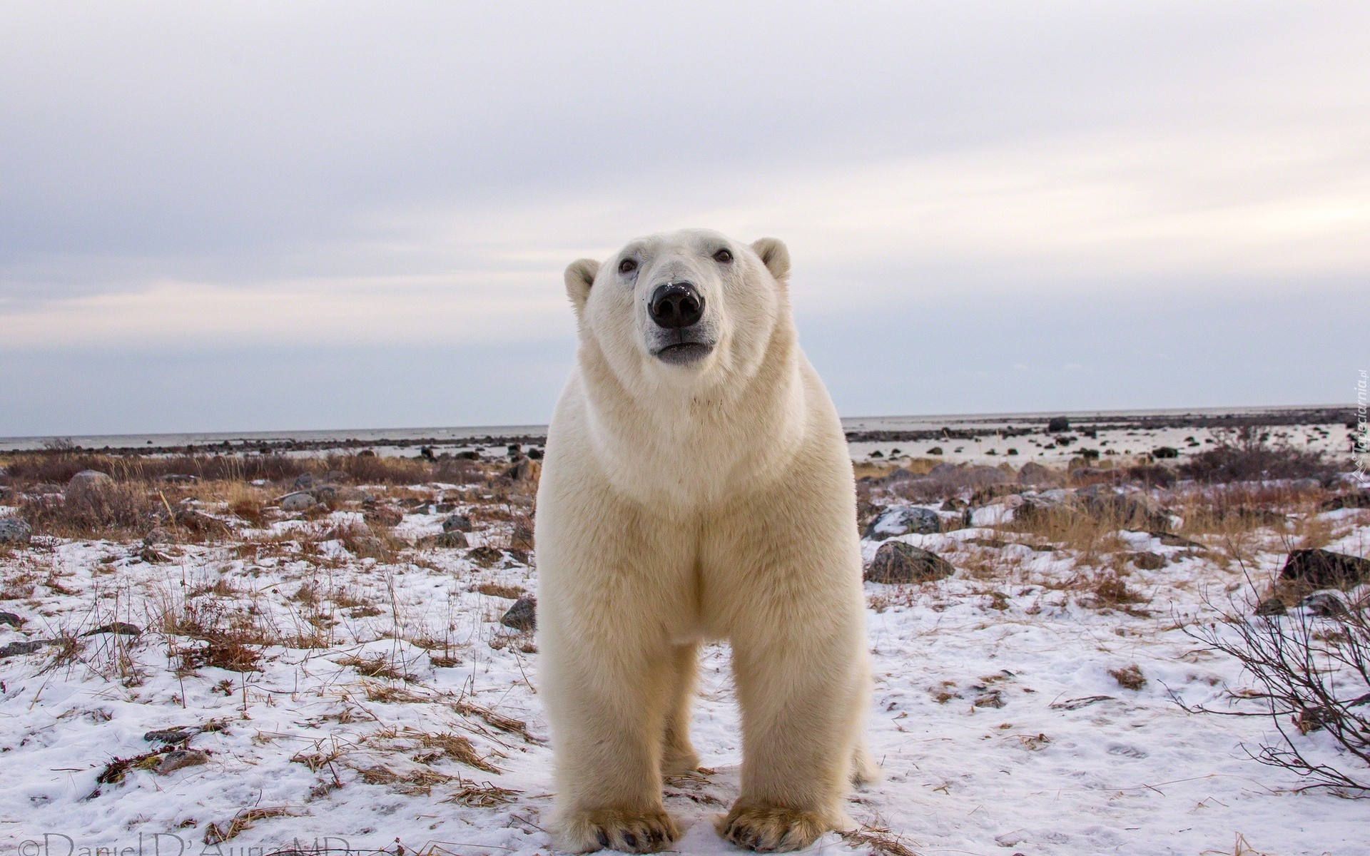 Miś, Polarny