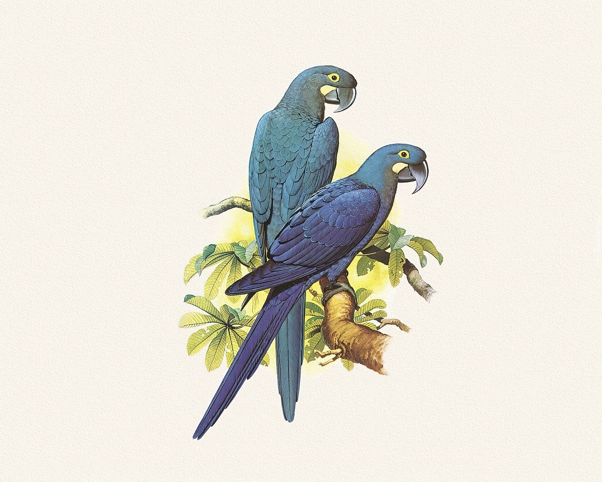 Niebieskie, Papugi, Edward Lear