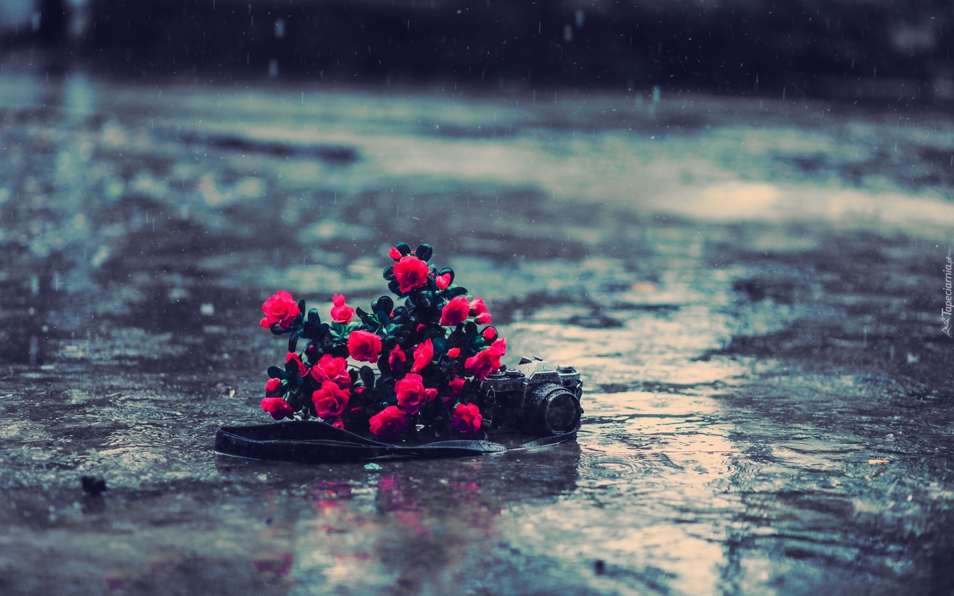 Czerwone, Róże, Aparat, Fotograficzny, Canon, Deszcz