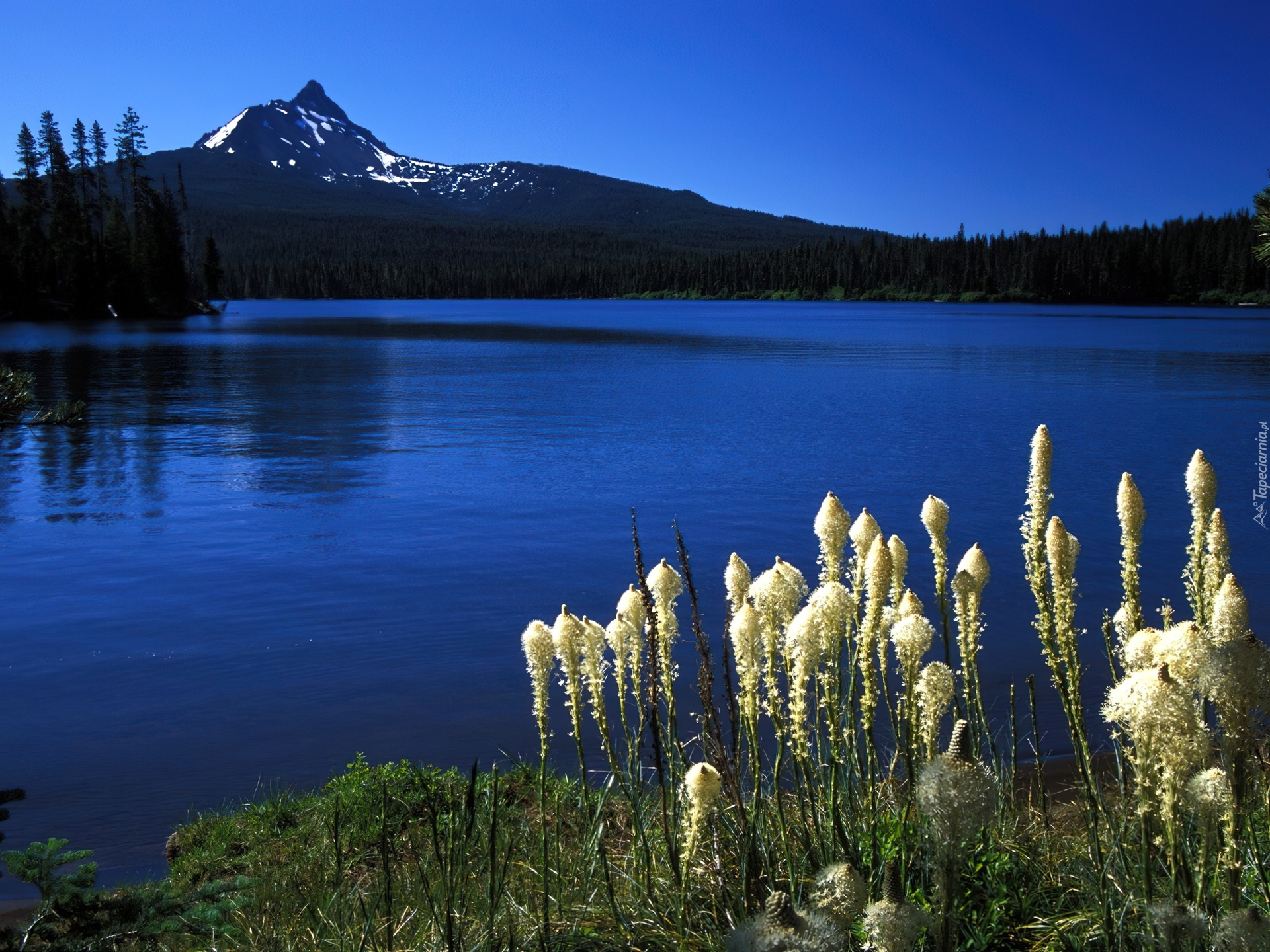 Jezioro, Roślinność, Góry, Oregon