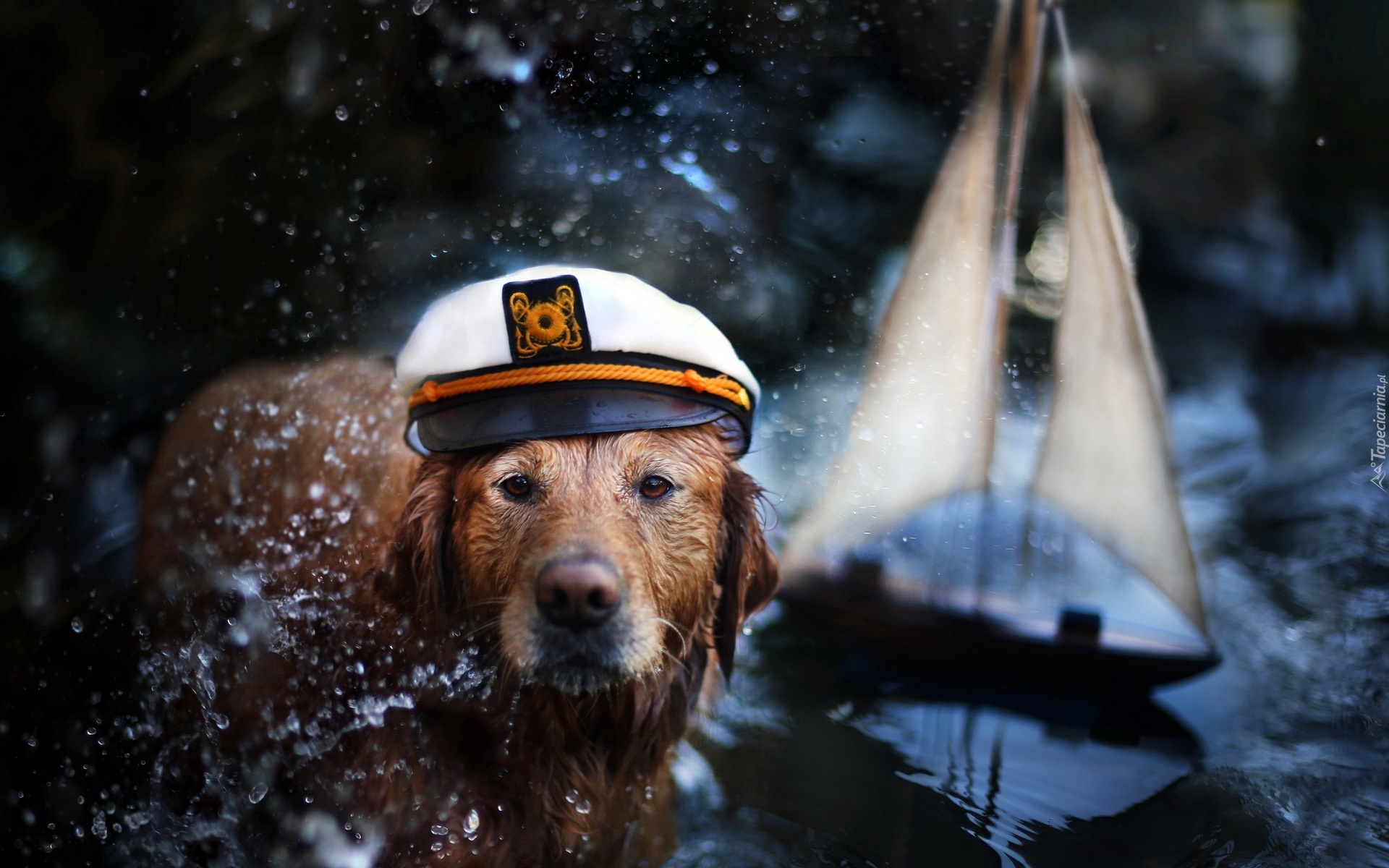 Pies, Czapka, Golden retriever