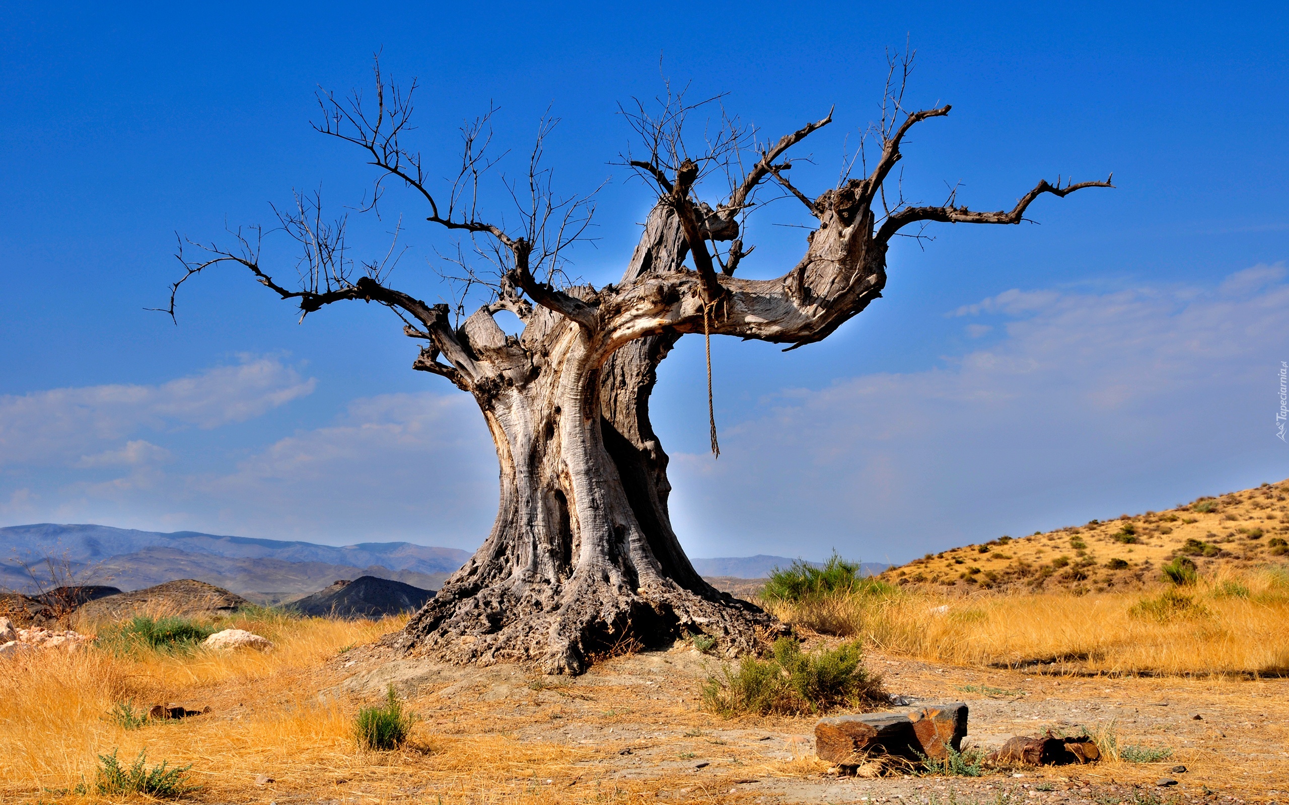 Suche, Drzewo, Baobab, Błękitne, Niebo