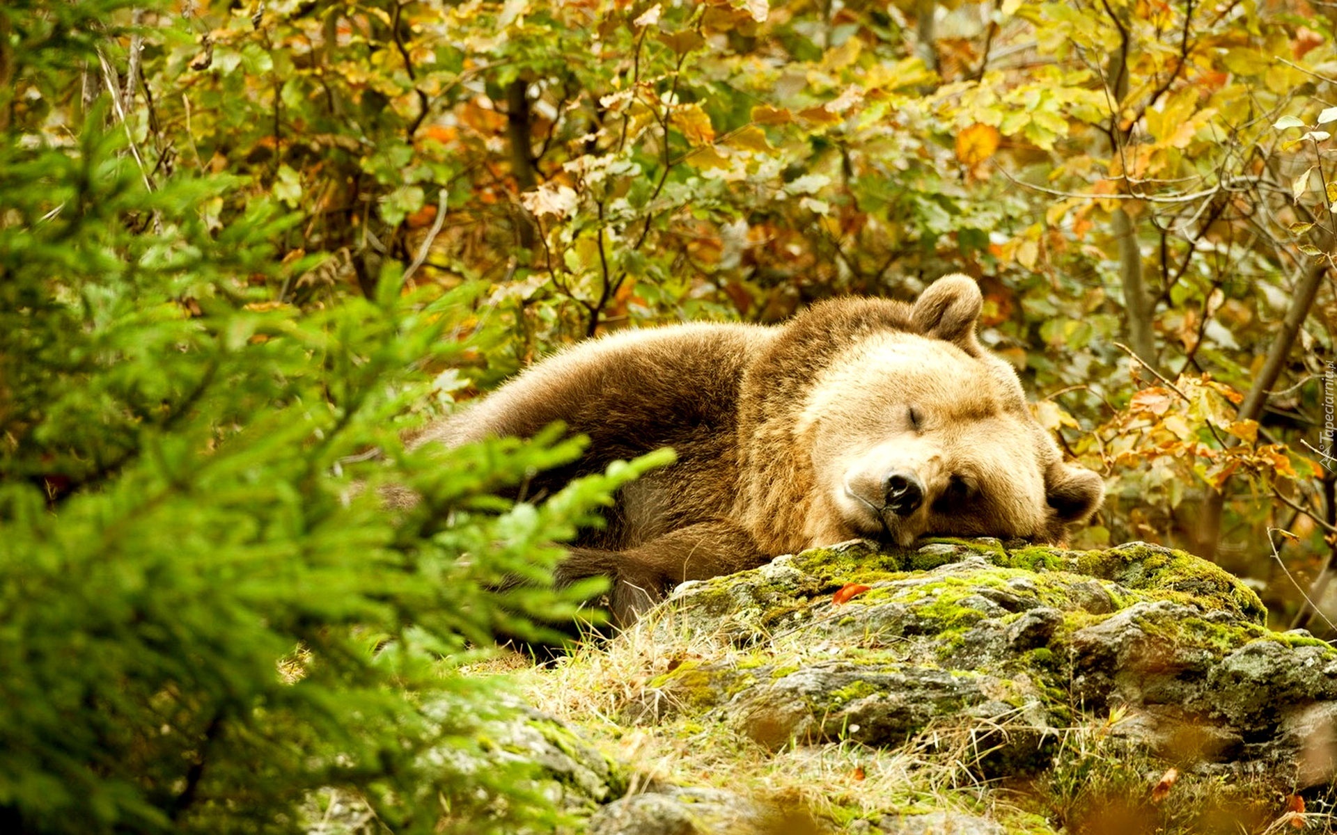 Śpiący, Niedźwiedź, Las