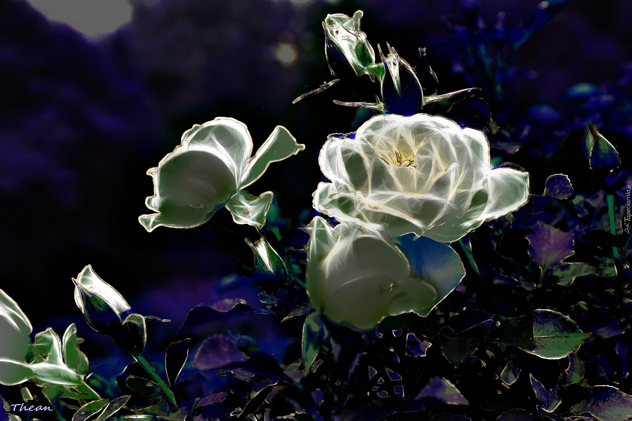 Białe, Róże, Fractalius