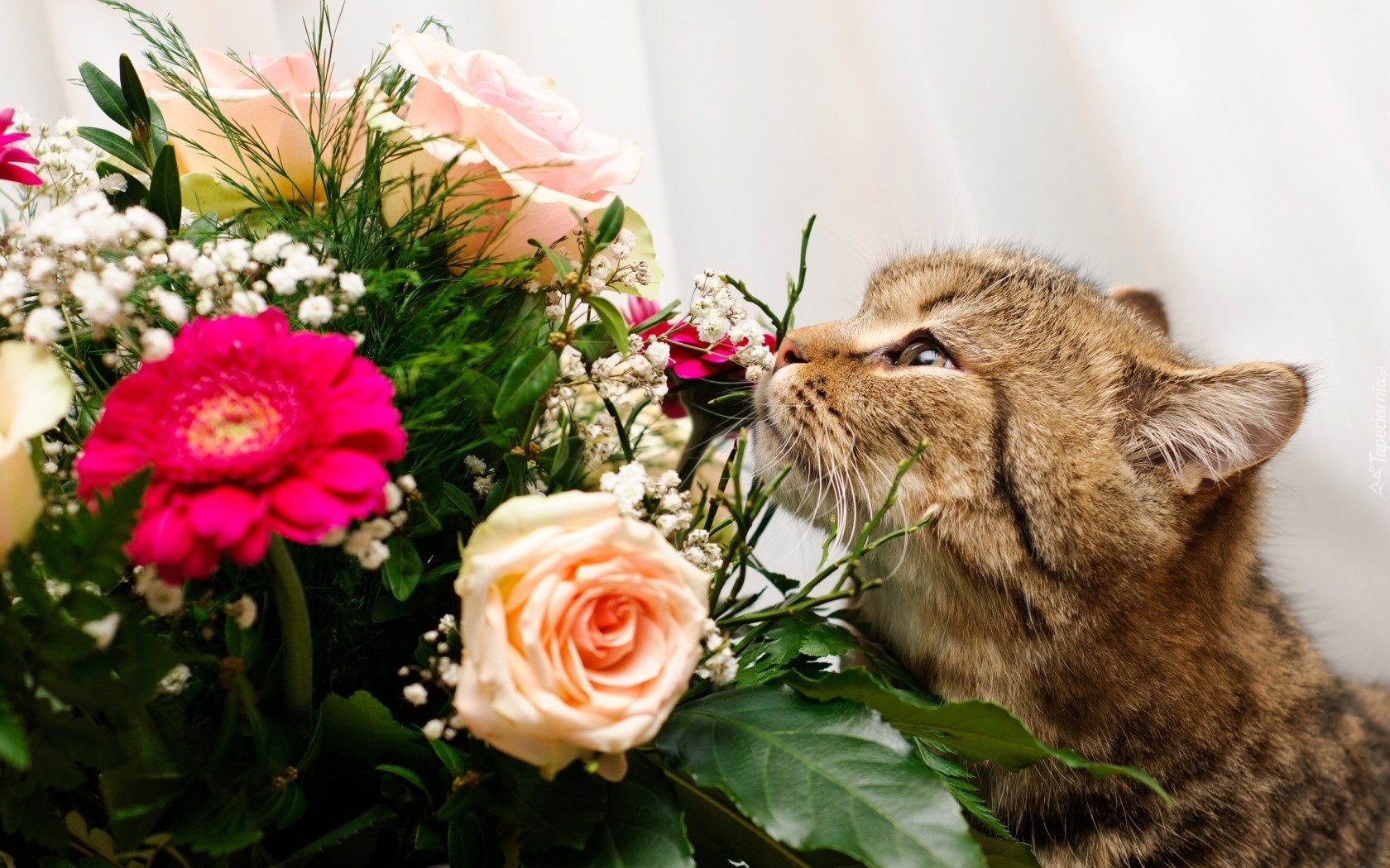 Kotek, Kwiaty, Bukiet