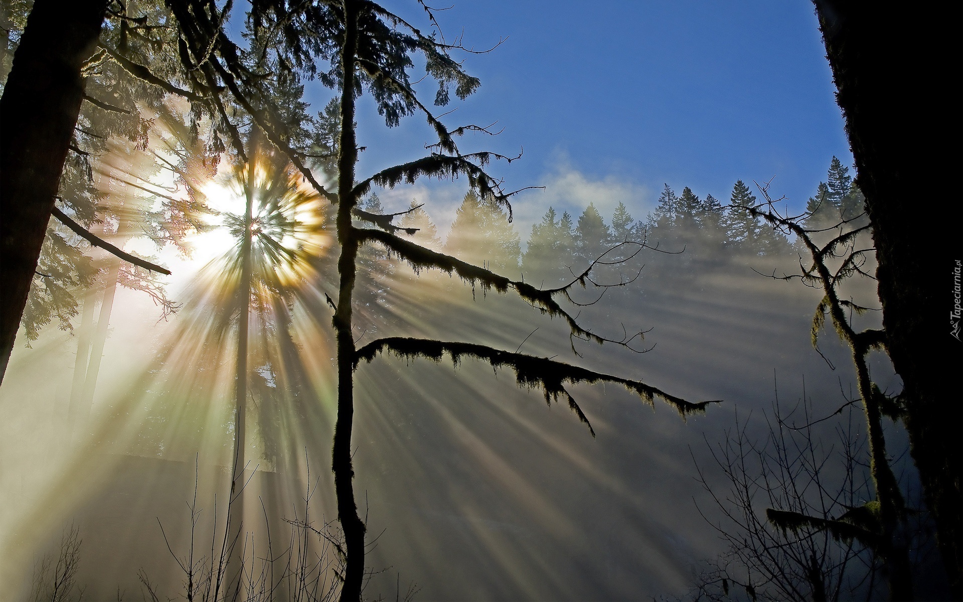 Пробуждение лучи. Солнце весной. "Солнце в лесу". Рассвет в лесу.