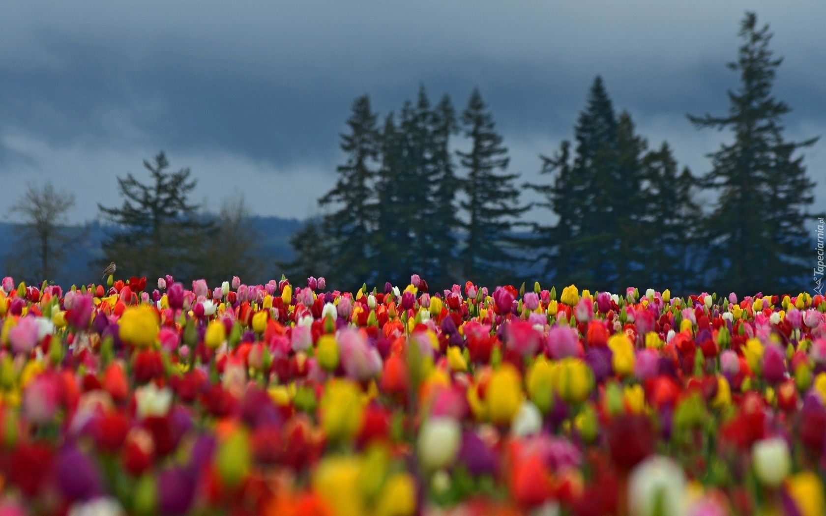 Kolorowe, Tulipany, Choinki