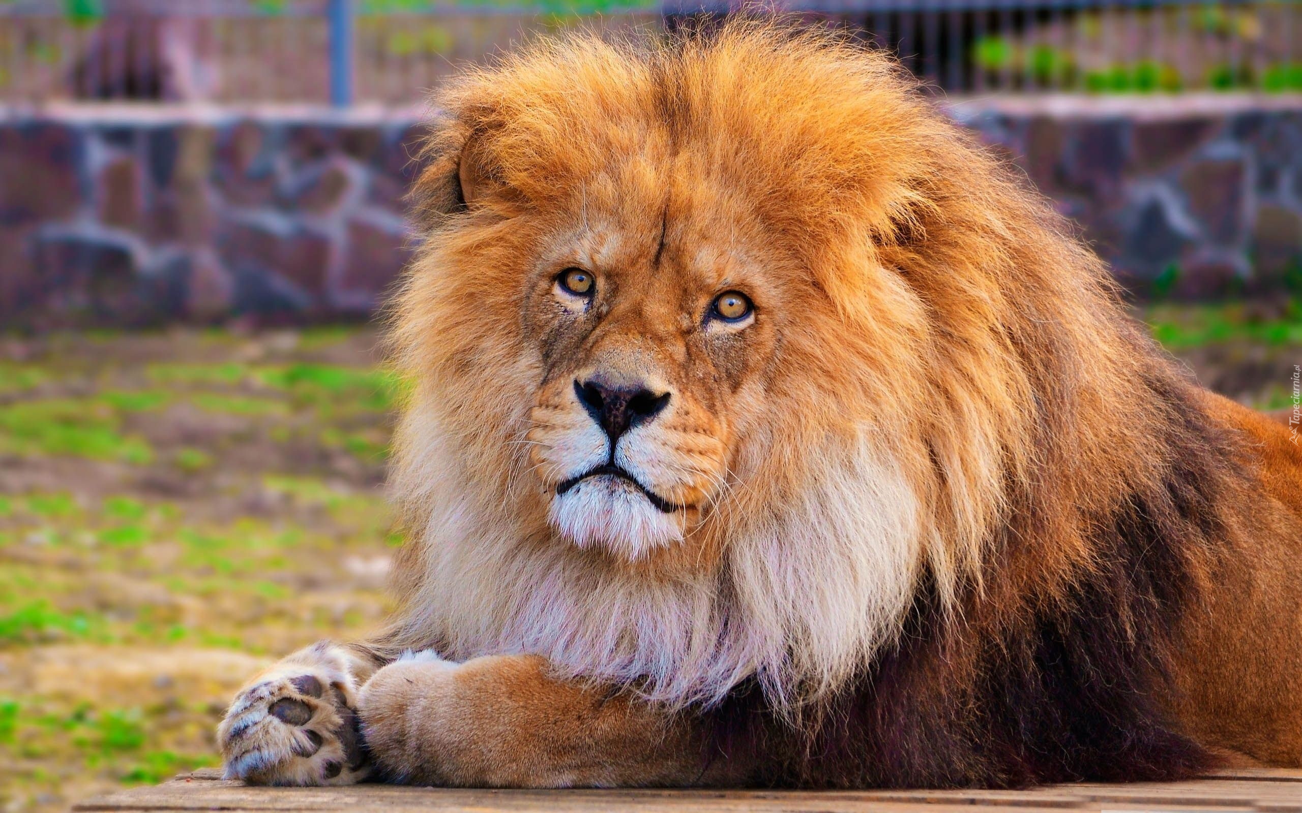 Lew, Grzywa, Zoo