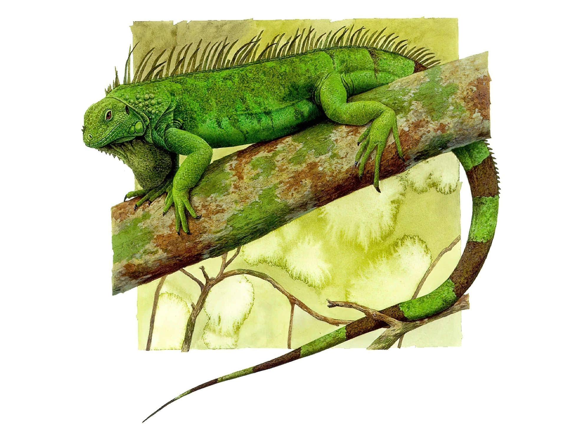 Iguana, Legwan Zielony, Rysunek