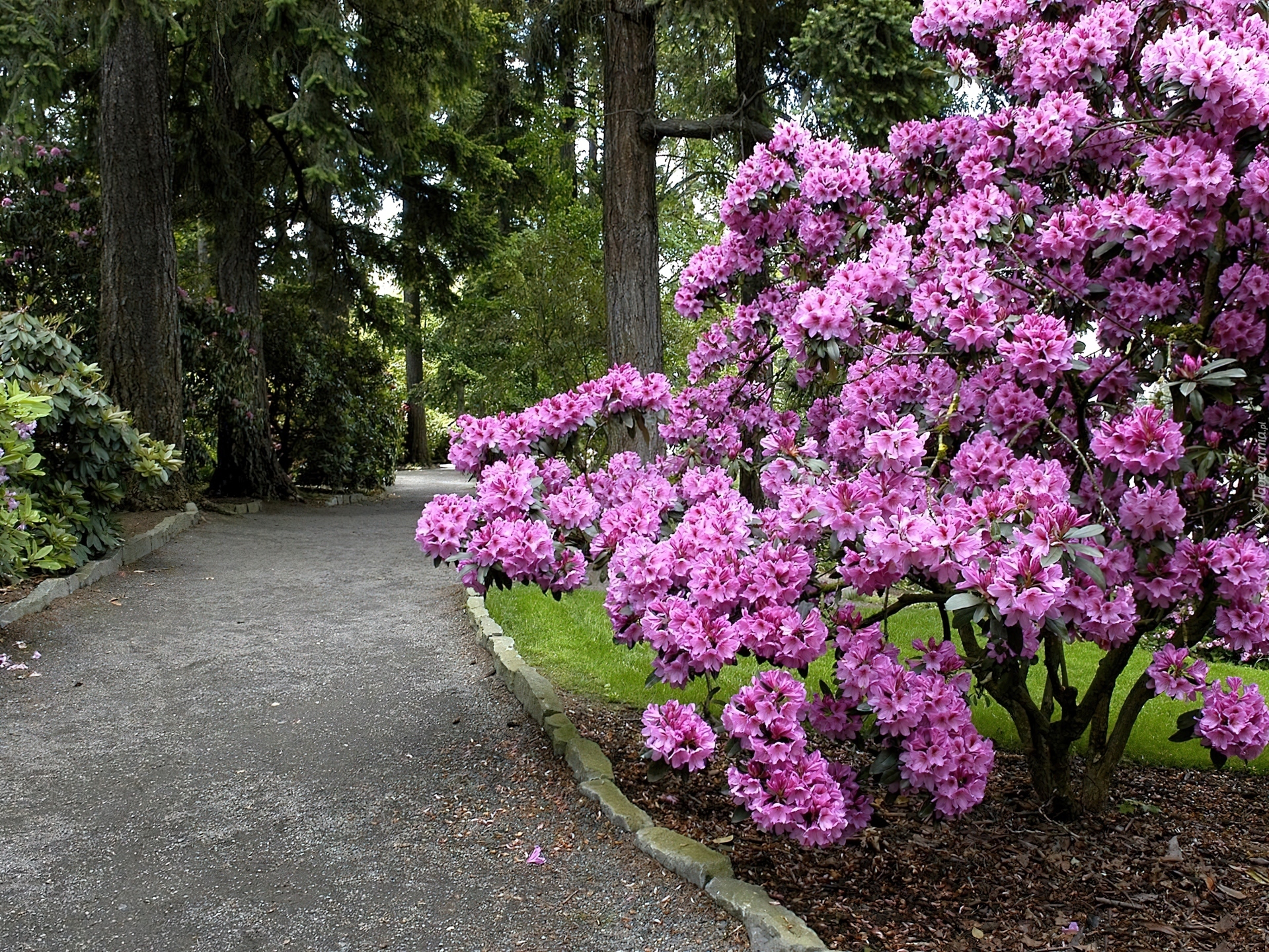 Park, Aleja, Krzew, Rododendron