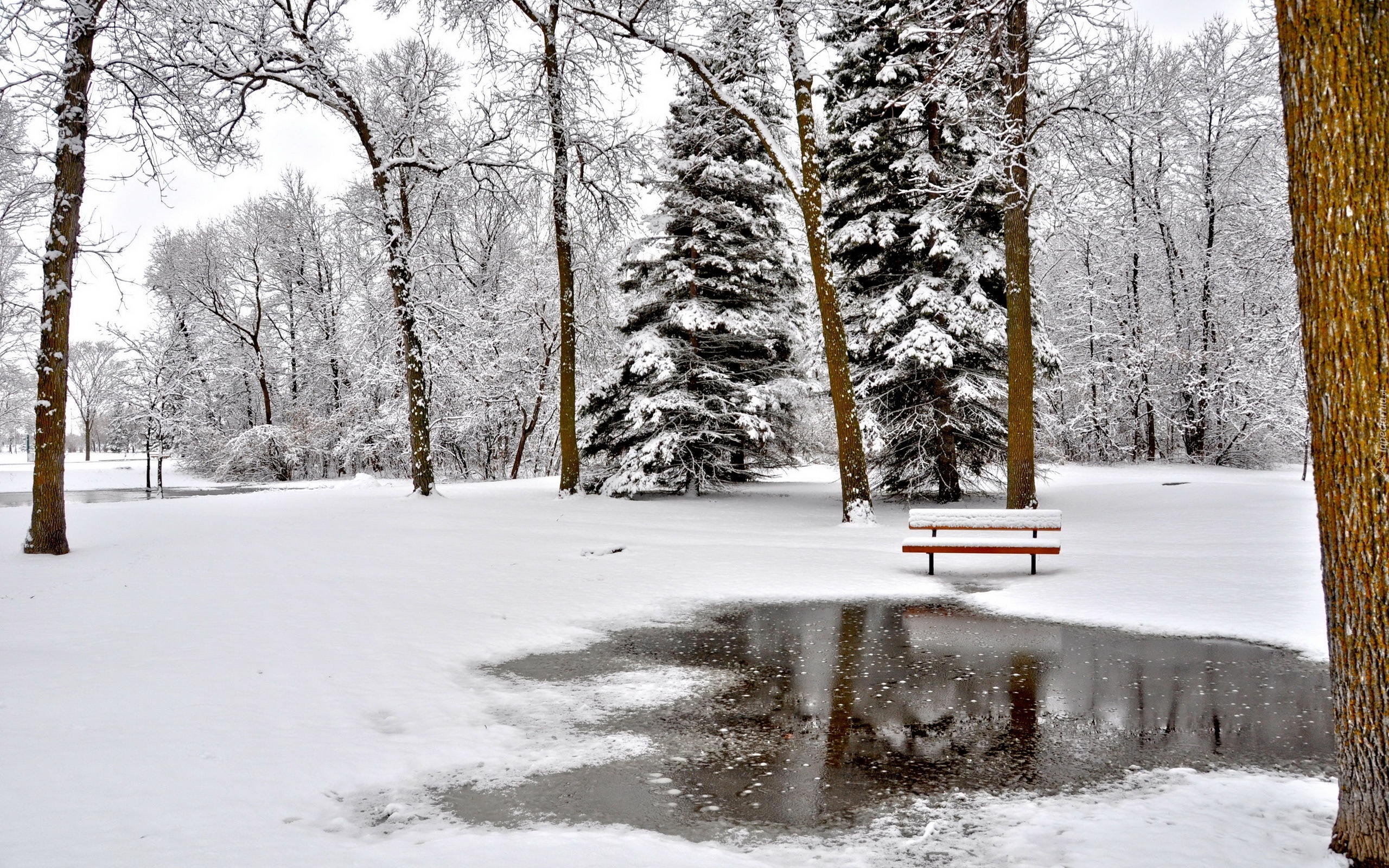 Park, Drzewa, Ławka, Zima