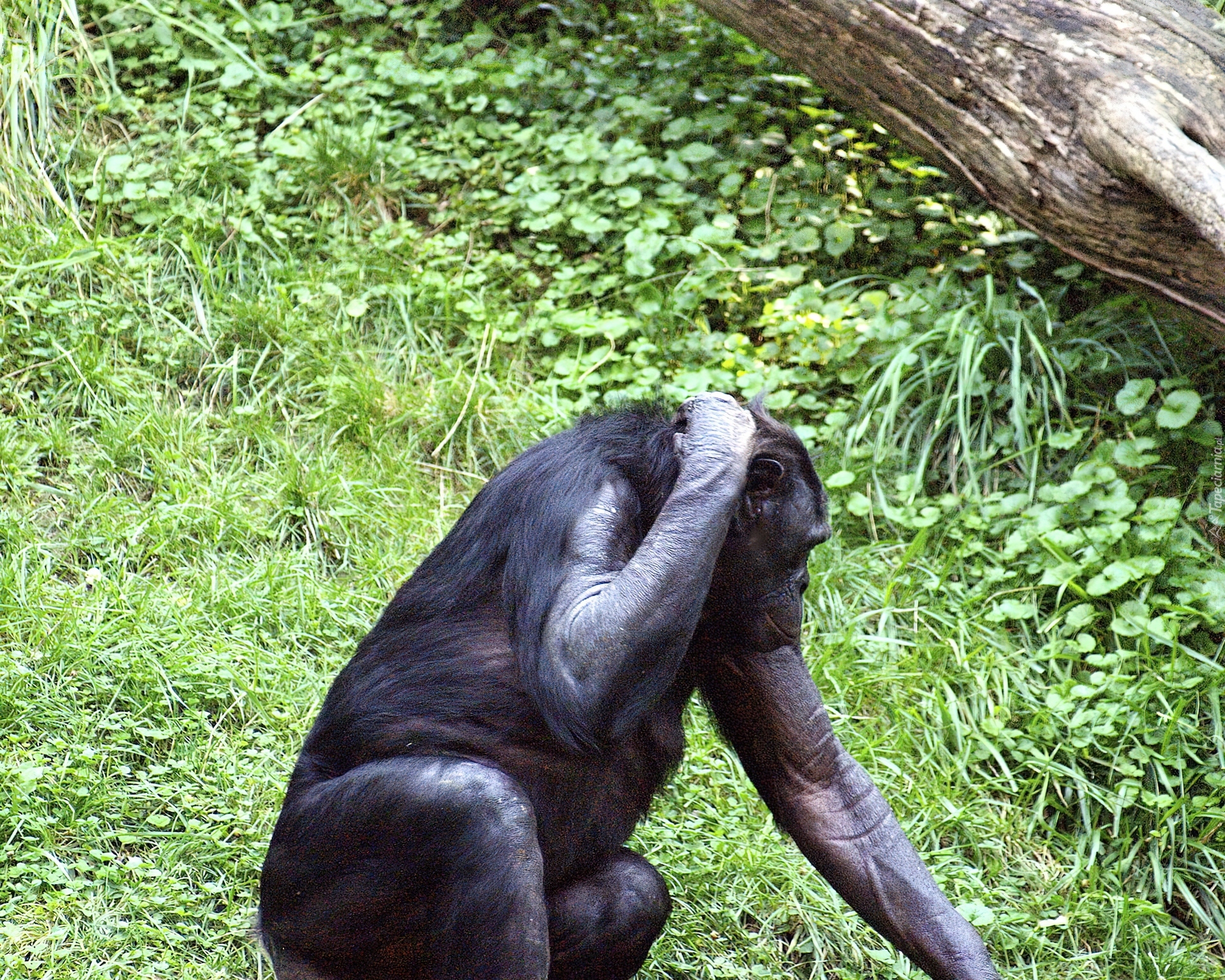 Szympans, Zieleń