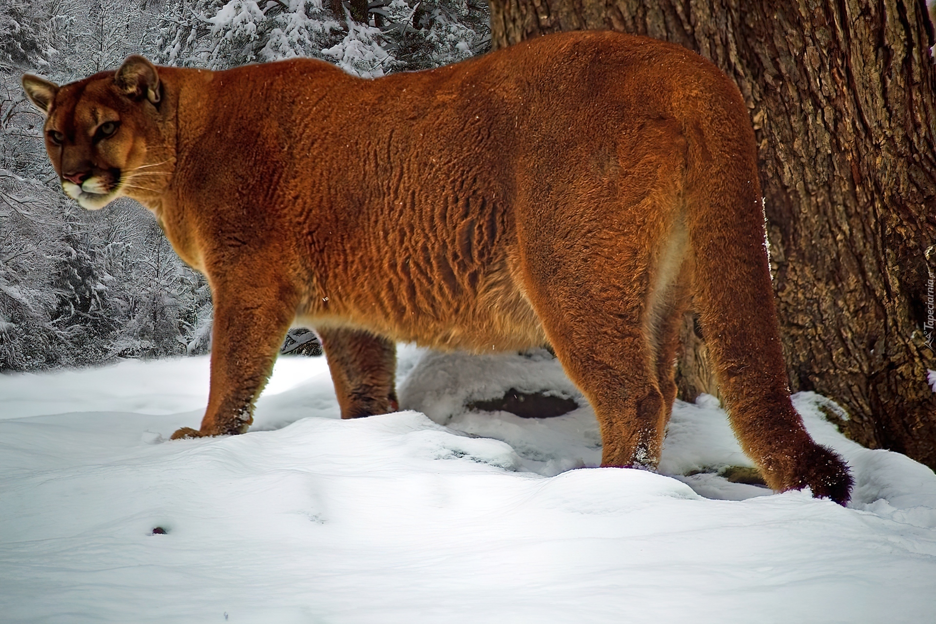 Puma, Śnieg, Zima