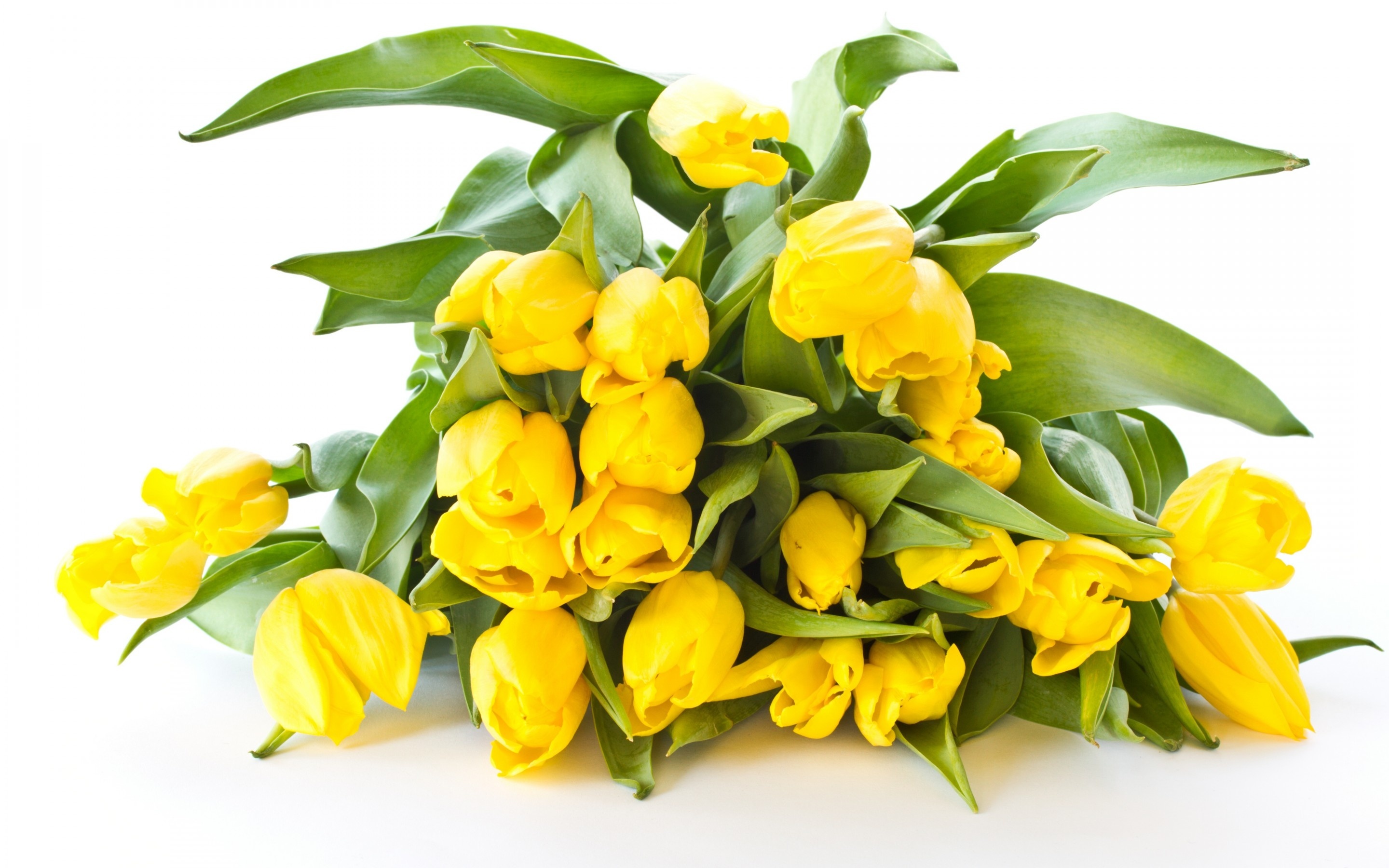 Zółte, Tulipany
