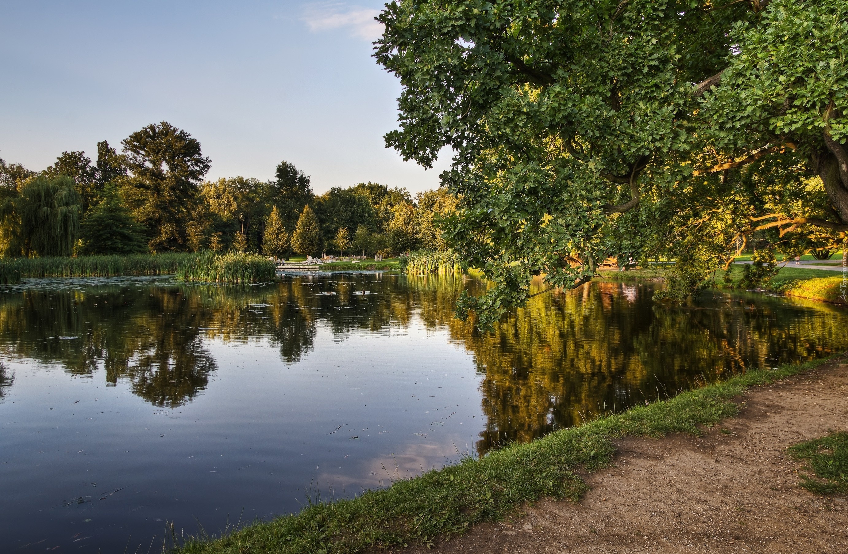 Park, Jezioro, Drzewo, Dróżka