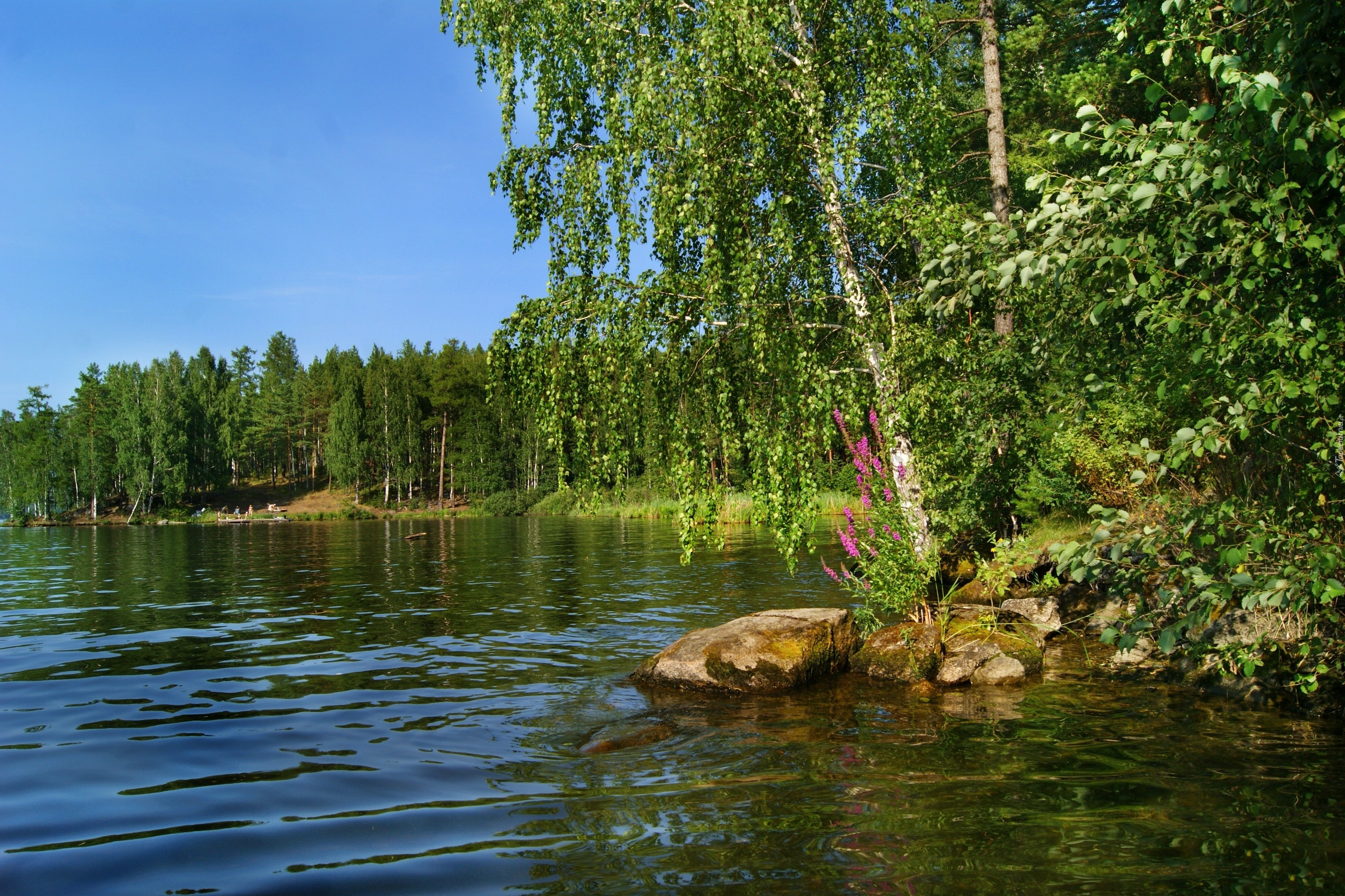 Jezioro, Las, Brzeg, Drzewo