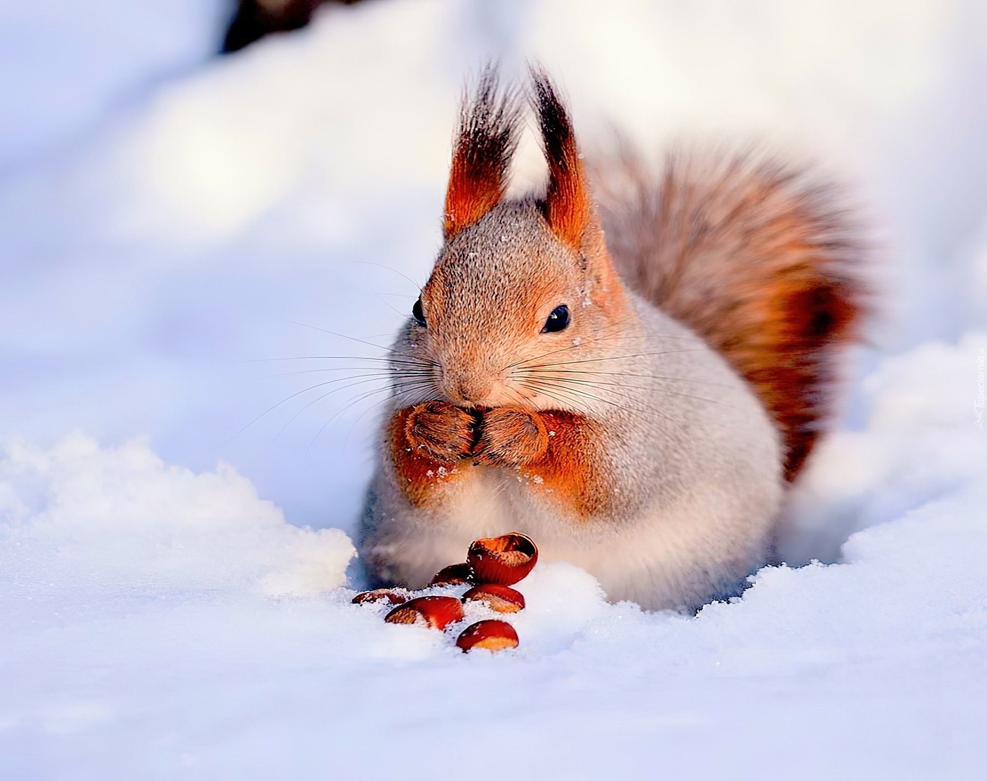 Wiewiórka, Śnieg
