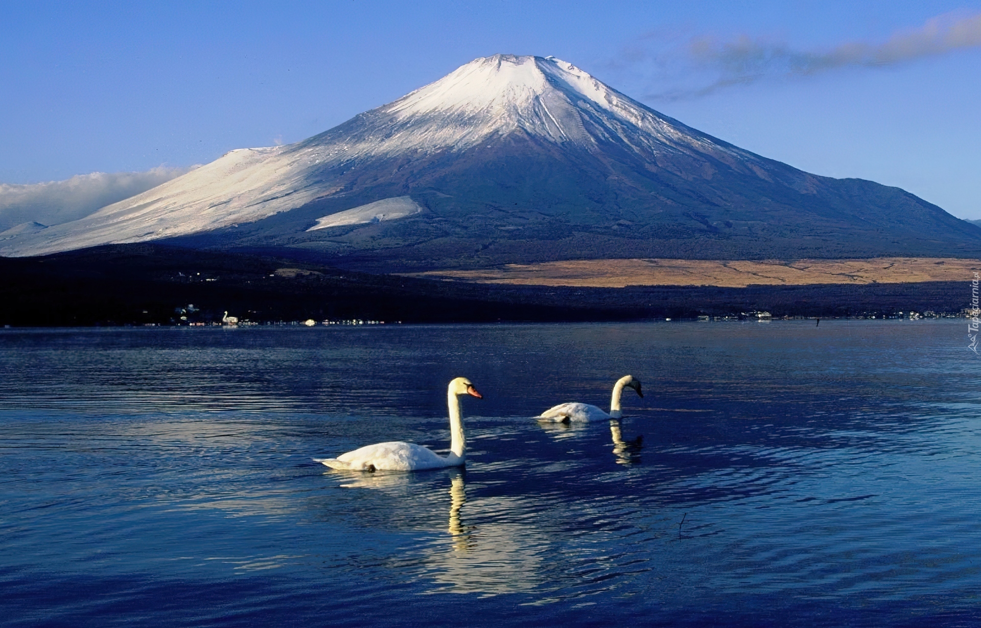 Jezioro, Łabędzie, Góra, Fudżi, Japonia