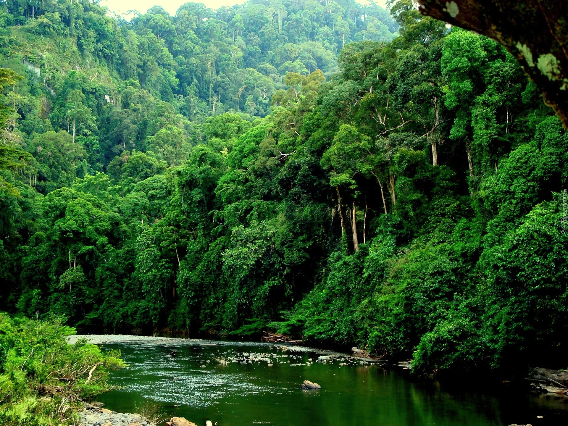 Острова юго восточной африки. Остров Борнео джунгли. Тропические леса Борнео. Джунгли острова Калимантан. Сельва Перу.