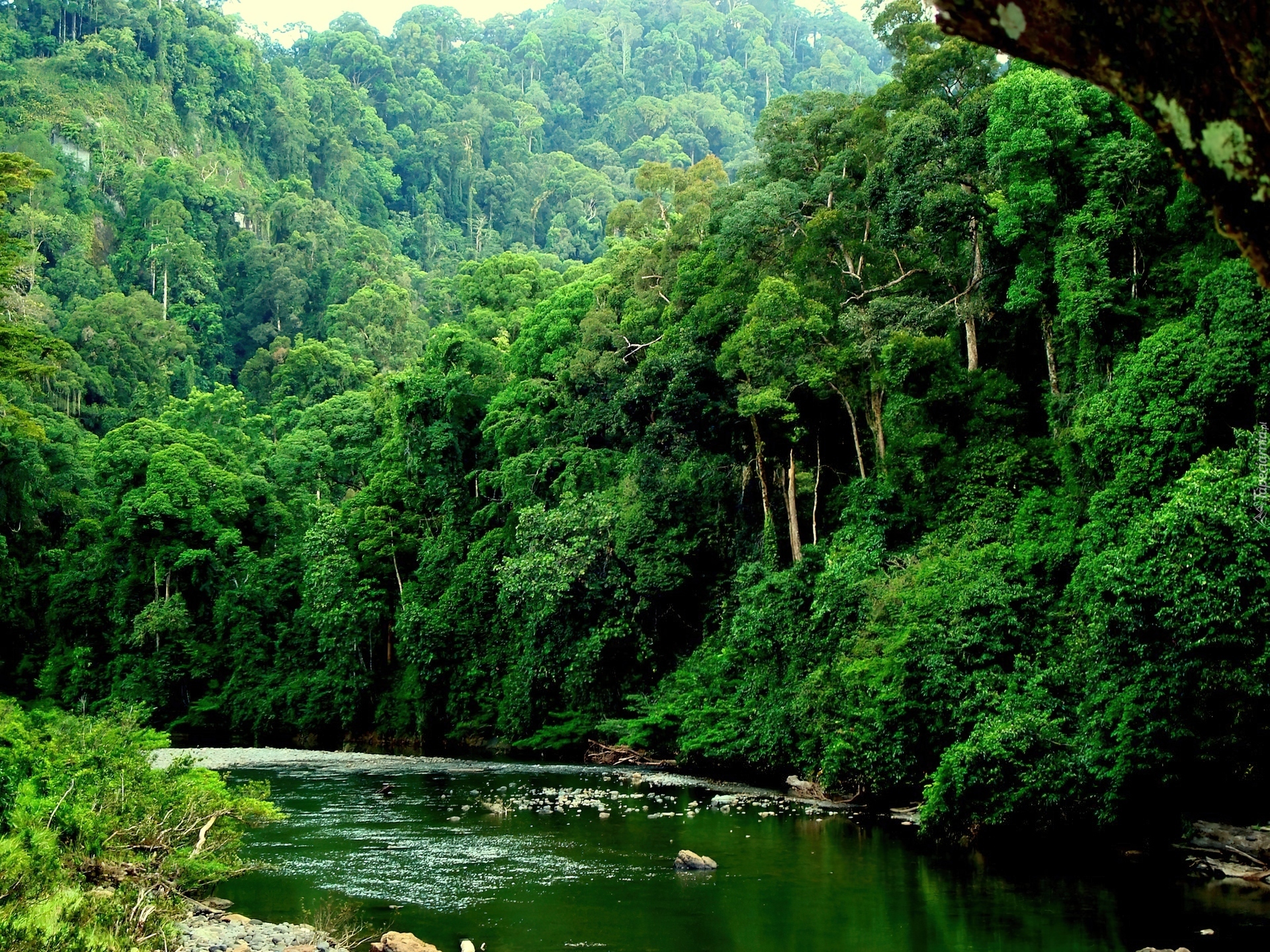 Amazon borneo congo