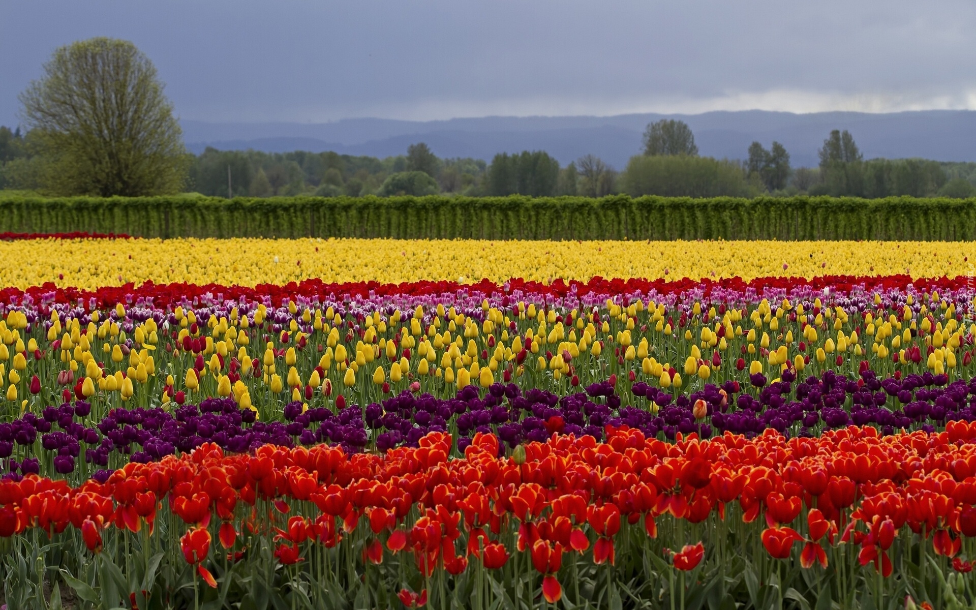 Kolorowe, Tulipany, Drzewa