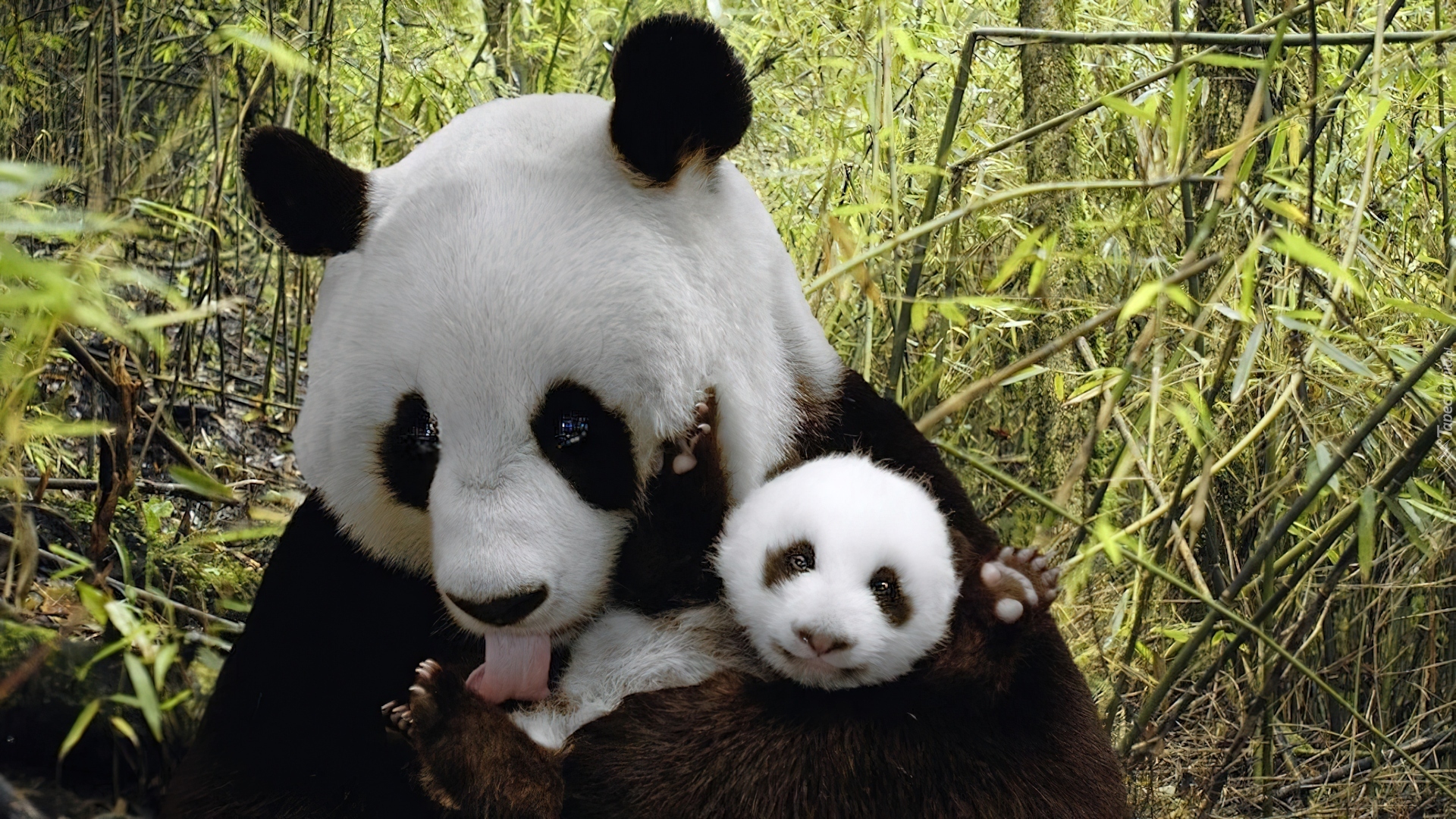 Mama, Miś, Małe, Pandy