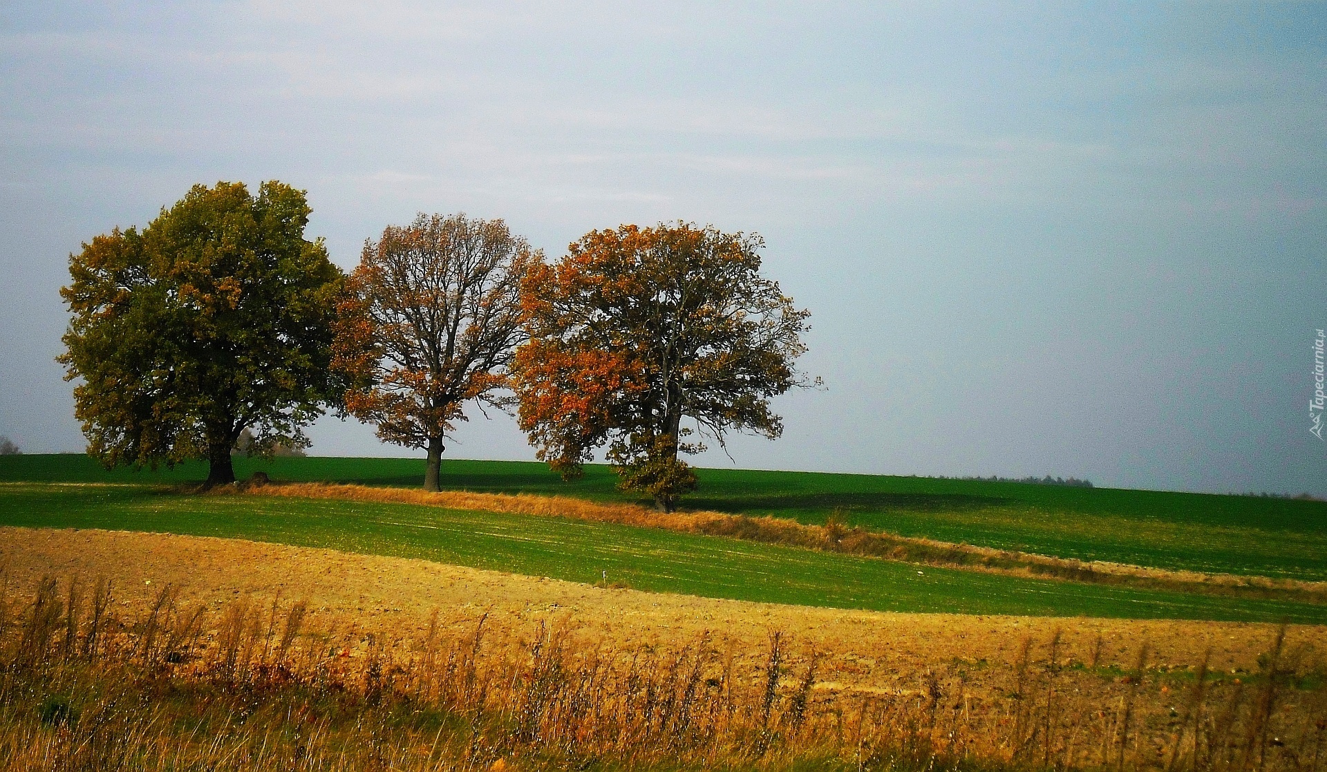 Drzewa, Jesień, Pole