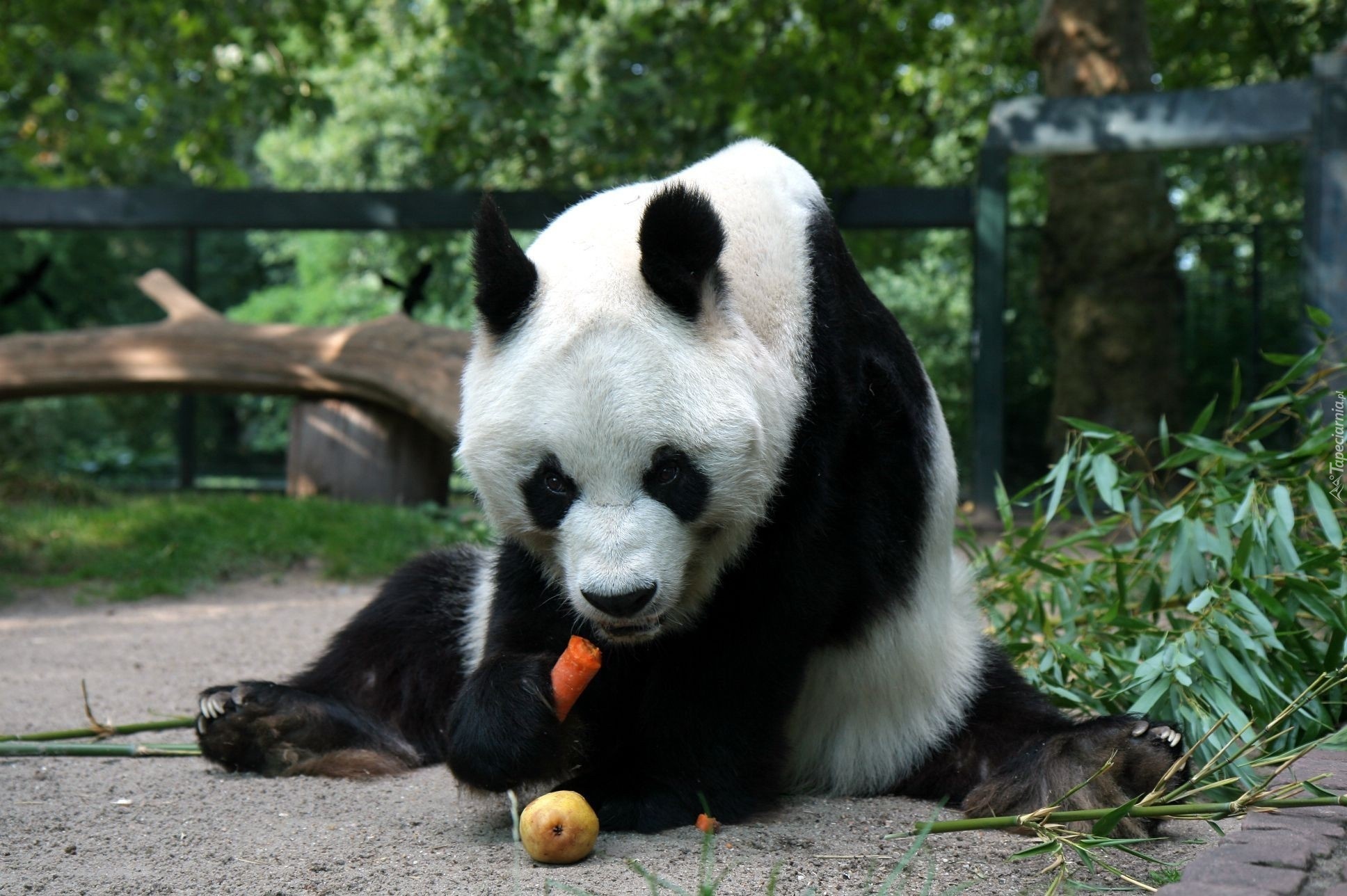 Głodny, Miś, Panda, Marchewka