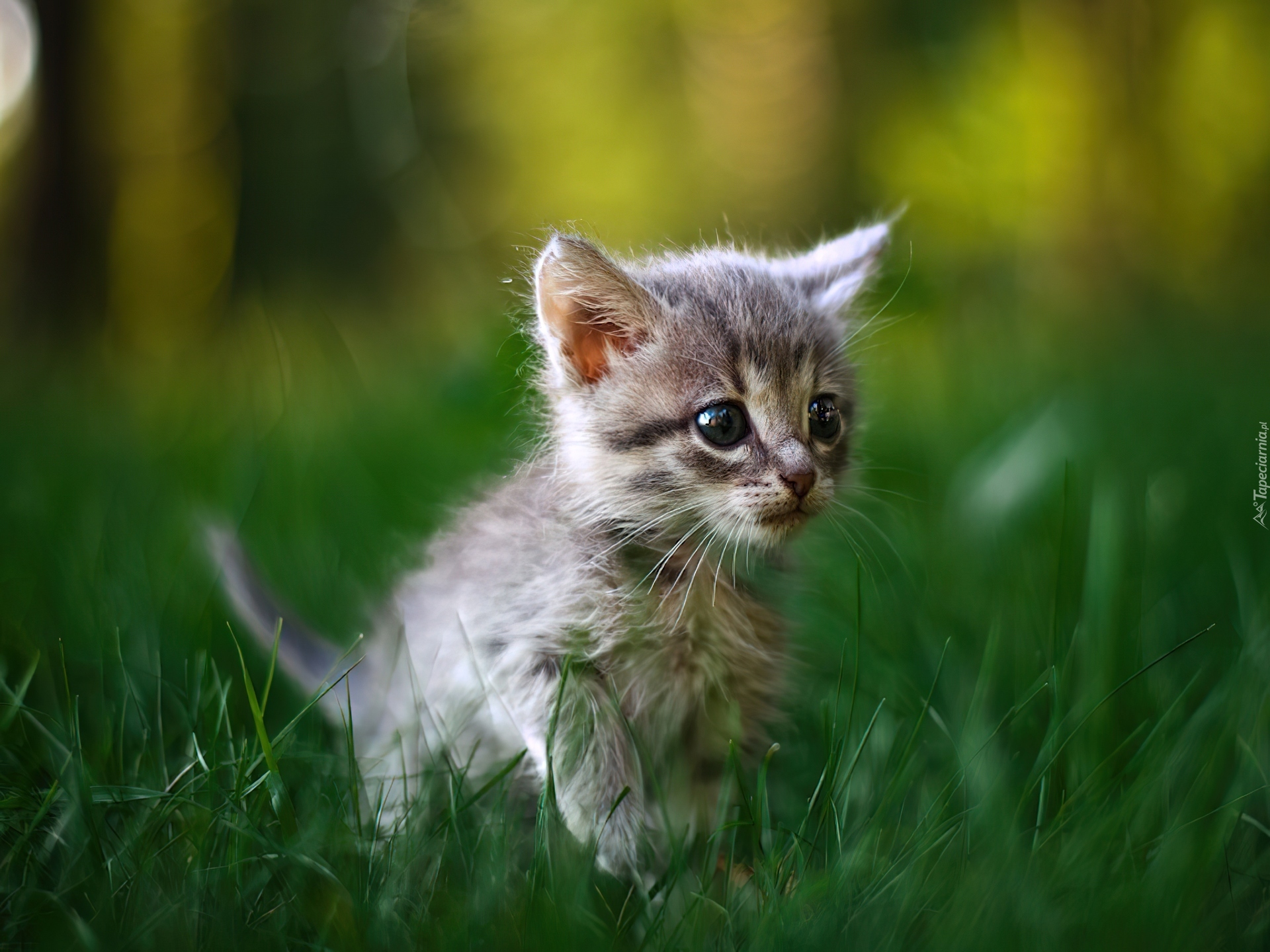 Маленькие картинки. Маленькие котики. Маленький котенок. Смешные котята. Кошка маленькая.