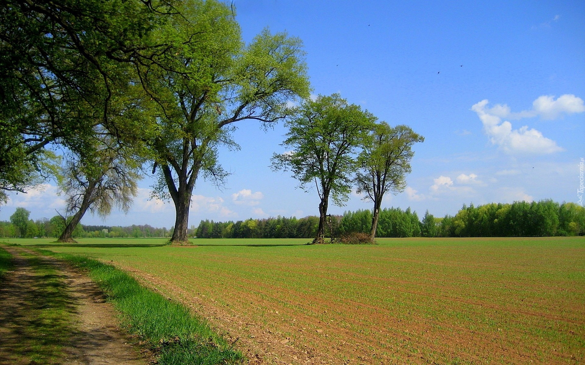 Pole, Drzewa, Polna, Droga