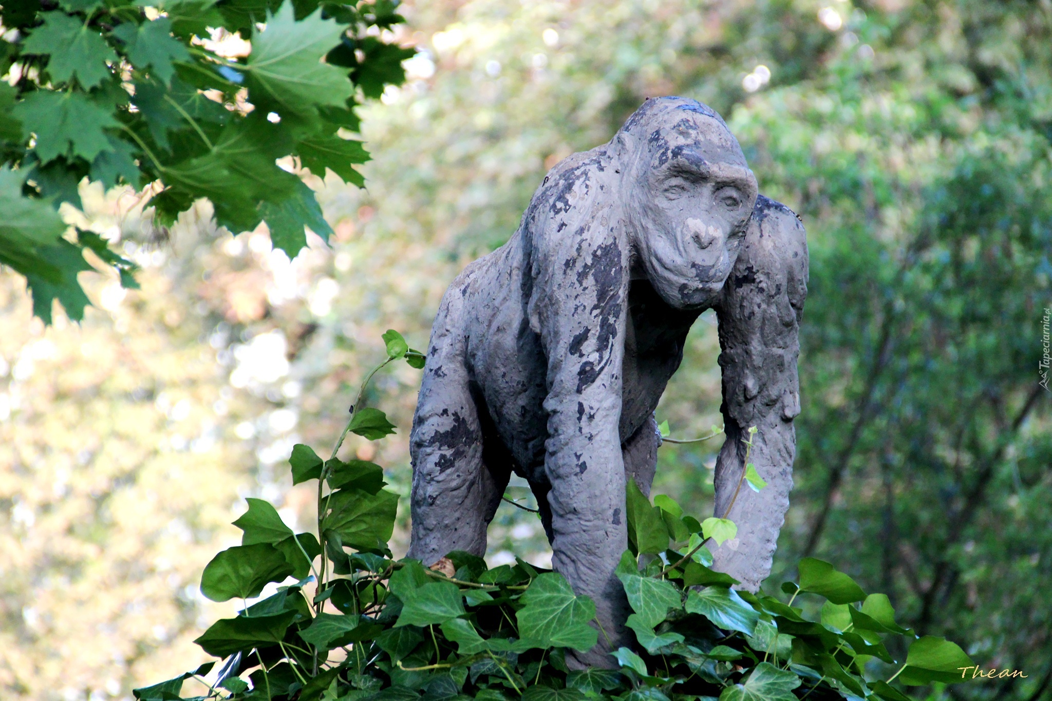 Posąg, Goryl, Stare Zoo, Poznań