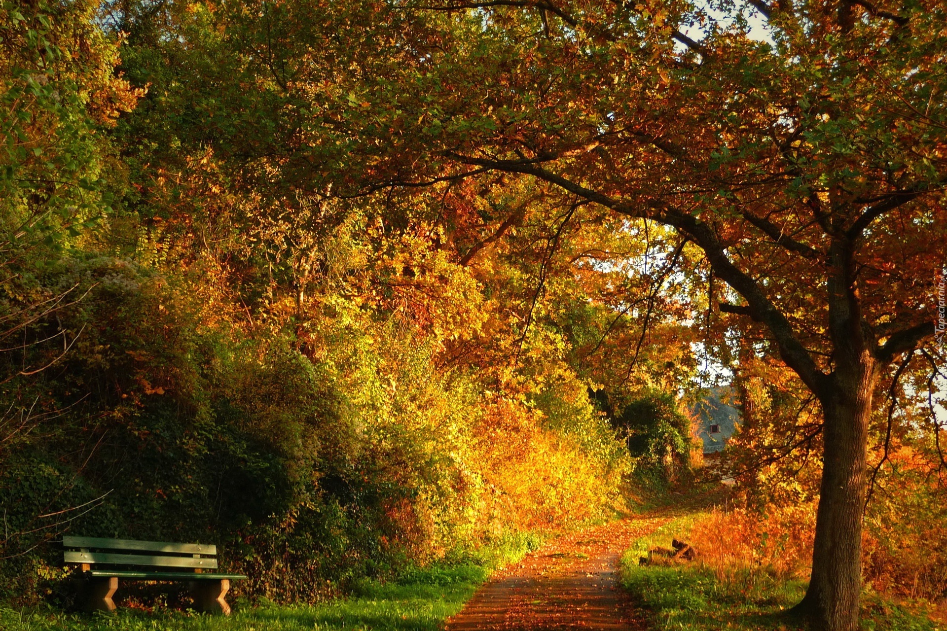 Park, Drzewa, Ścieżka, Ławka