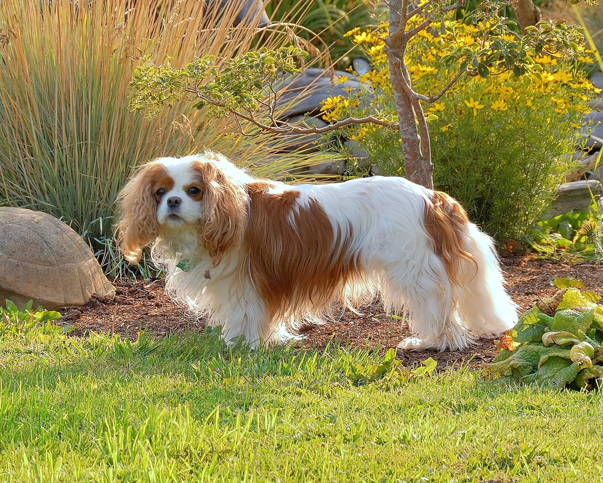 Piesek, Toy Spaniel Angielski