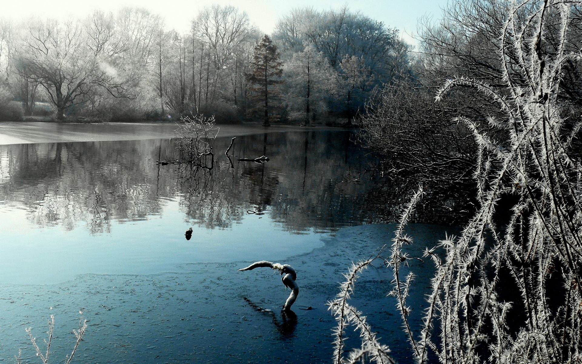 Park, Jezioro, Drzewa, Zima