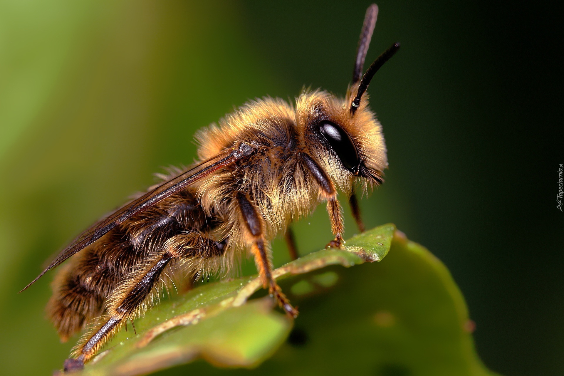 Pszczoła, Zdjęcie, Makro