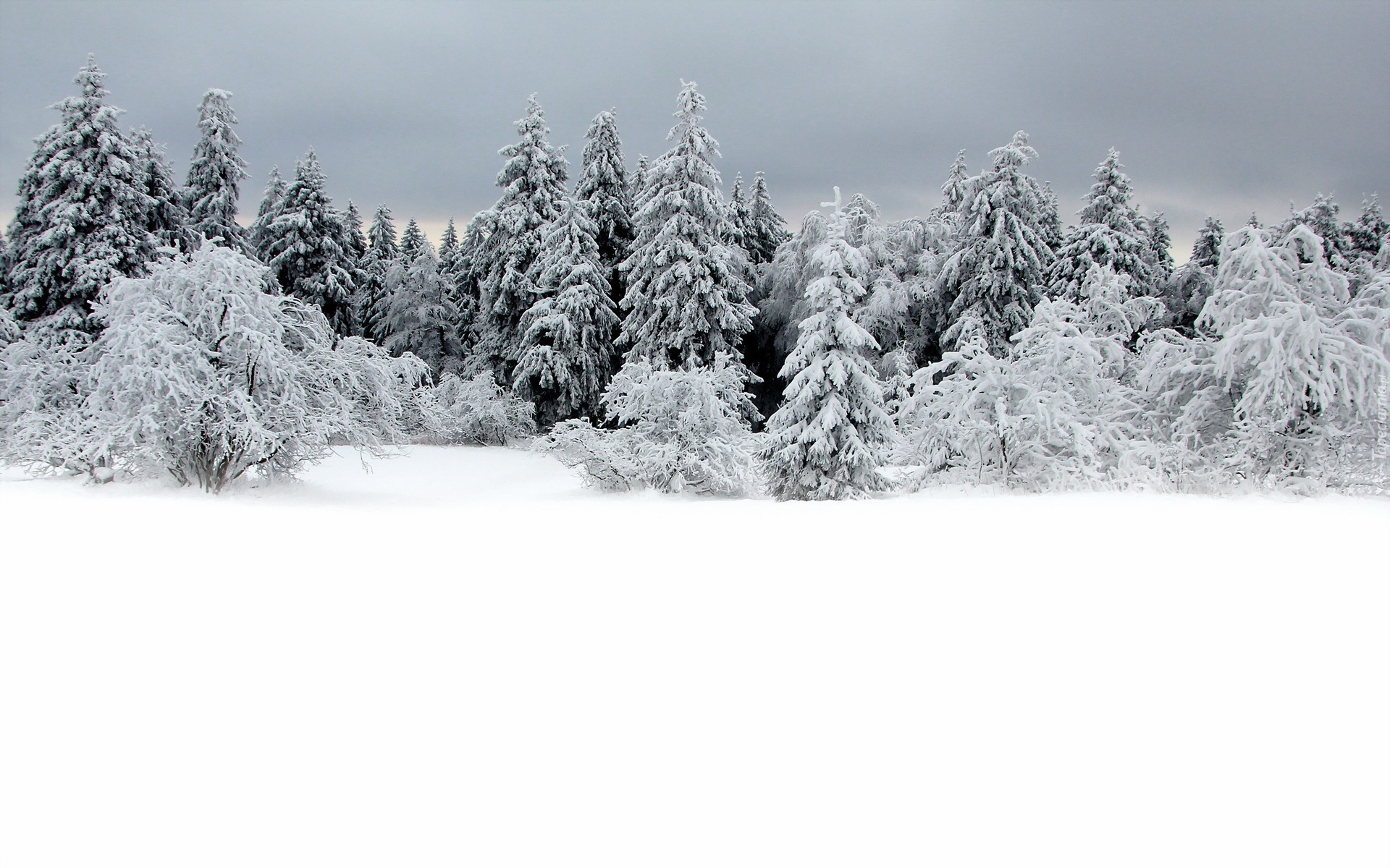 Drzewa, Śnieg, Zima