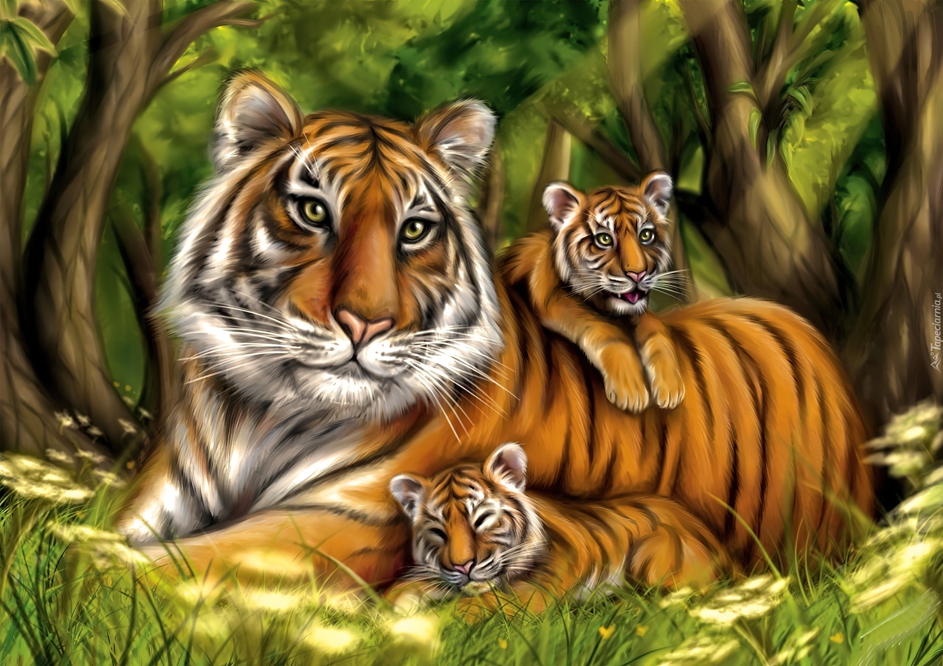 Tygrysica, Dwa, Małe