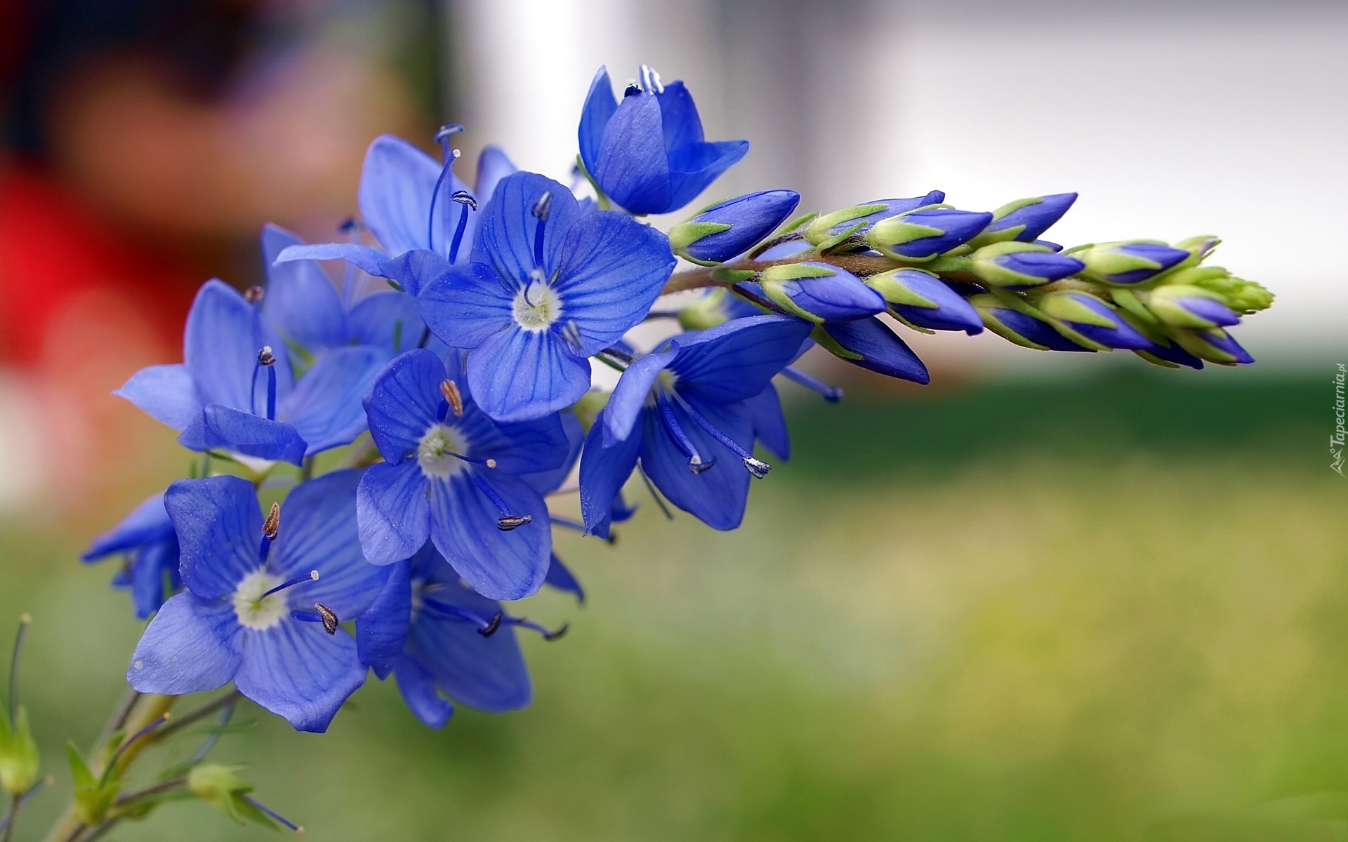 Niebieski, Polny, Kwiat