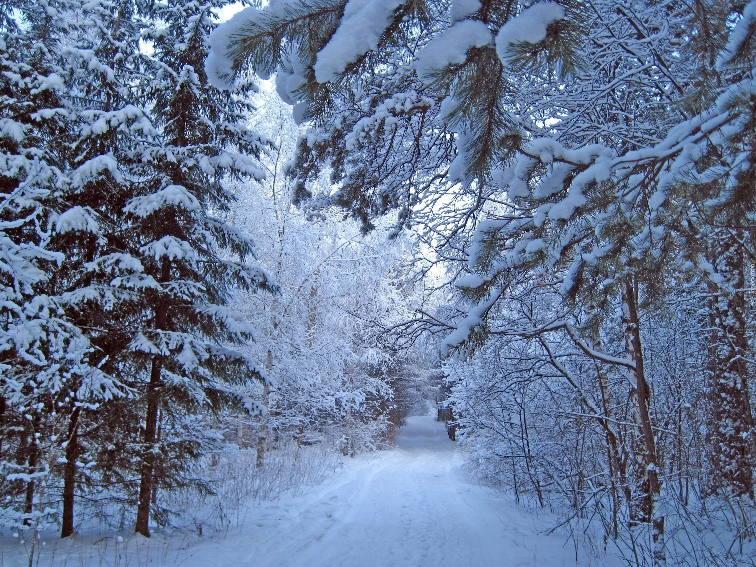 Zima, Śnieg, Las