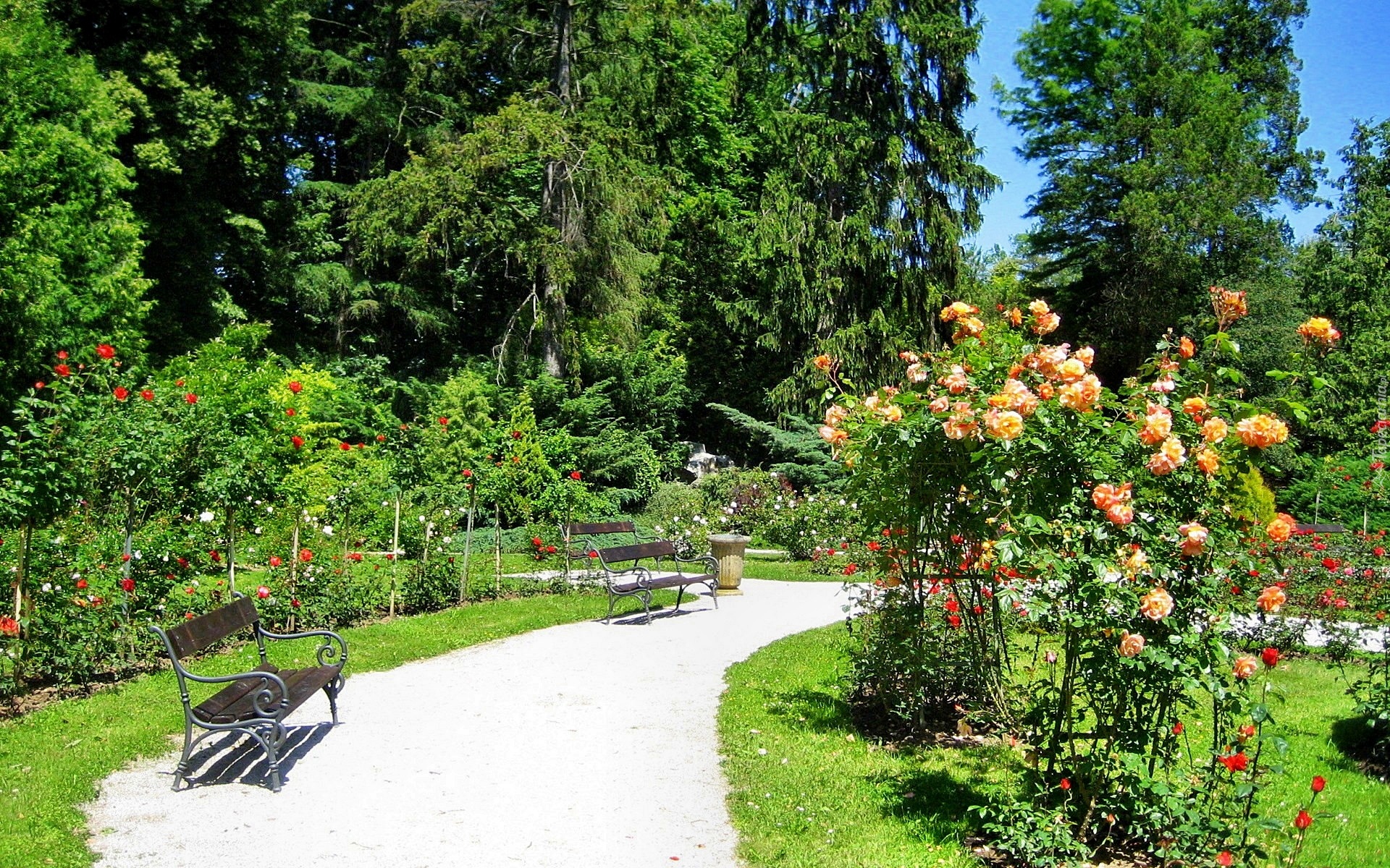 Park, Ławeczki, Kwitnące, Róże, Lato