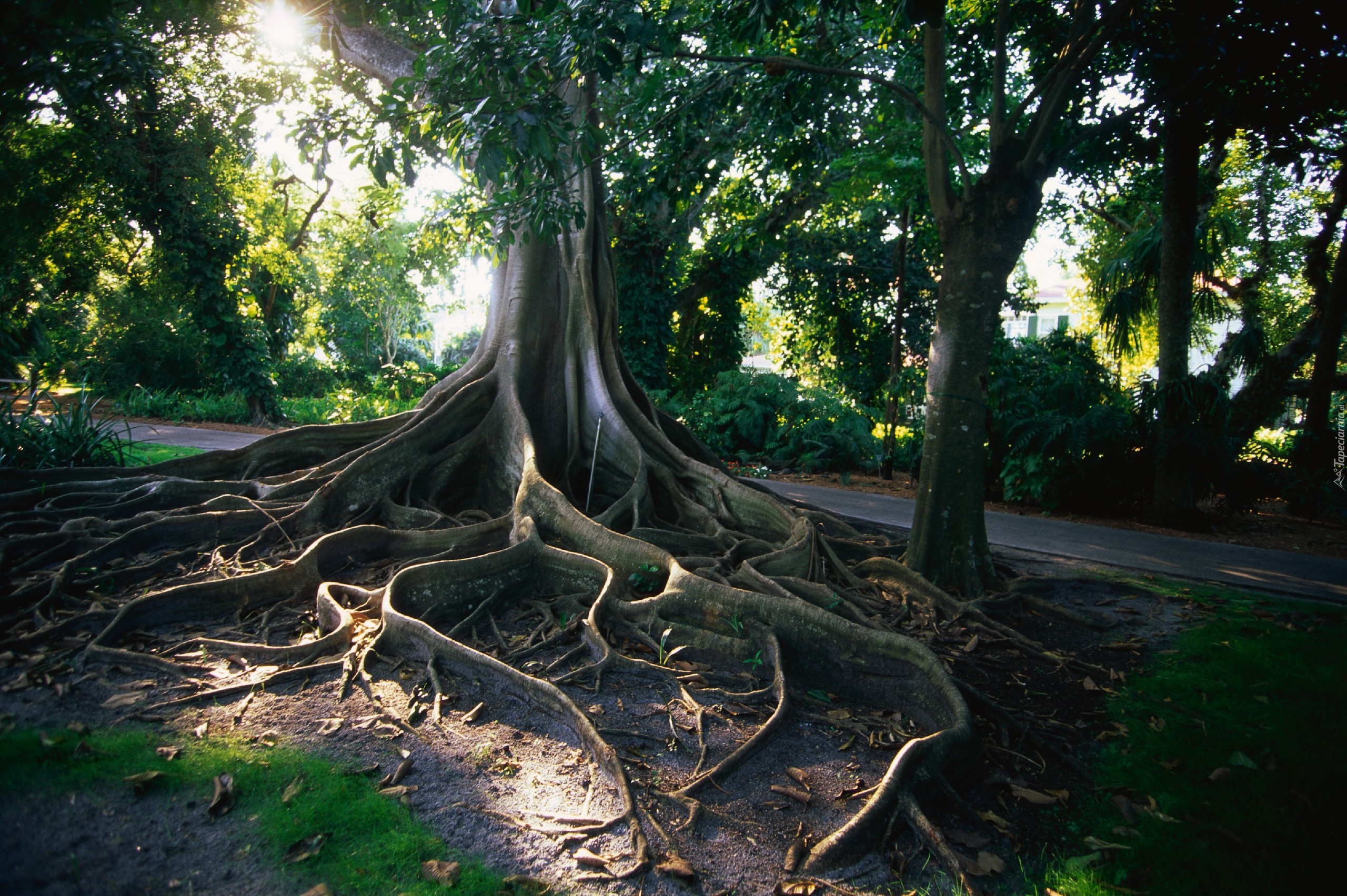 Park, Drzewa, Korzeń