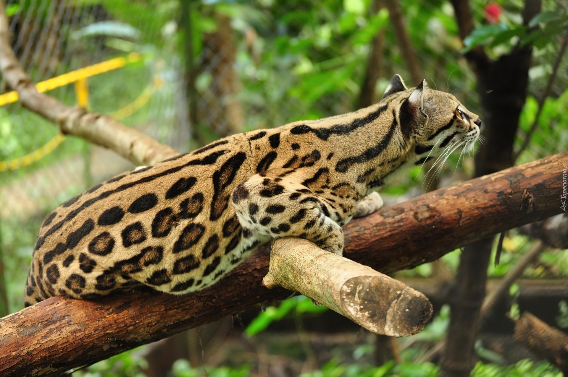 Ocelot, Drzewo, Zoo