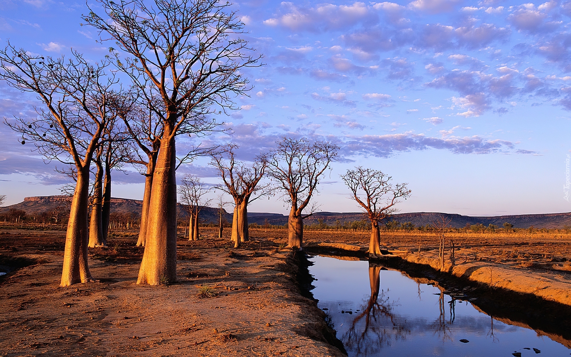 Rzeka, Drzewa, Baobab