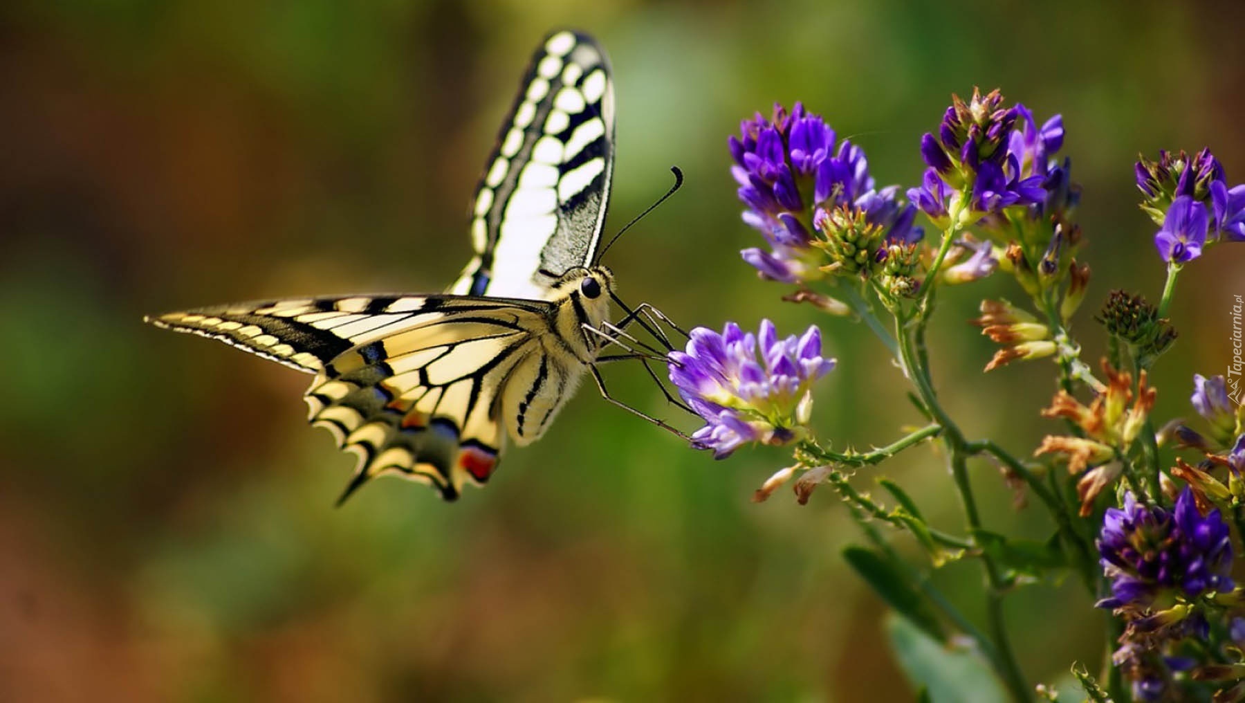 Żółty, Motyl, Fioletowy, Kwiat