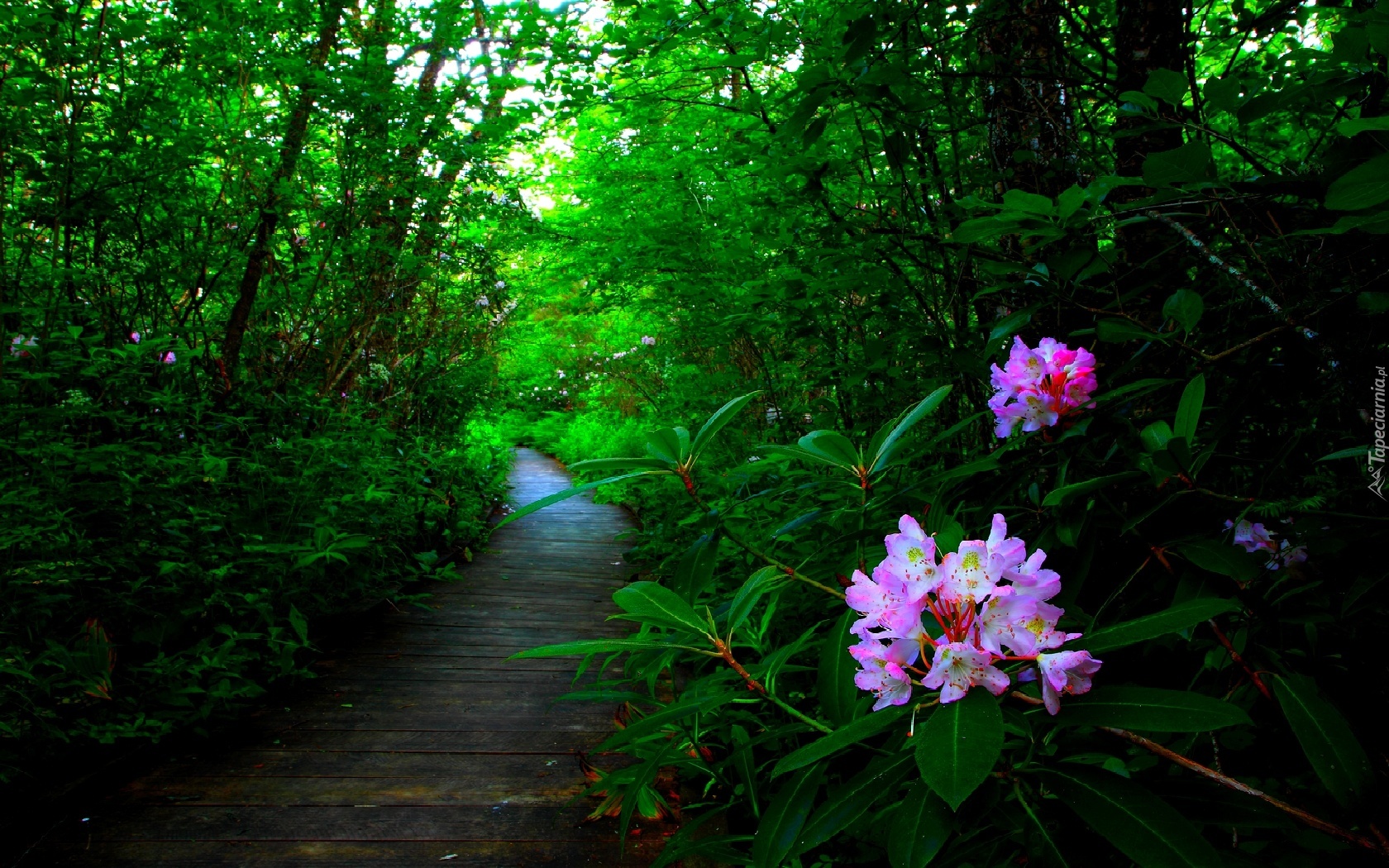 Las, Ścieżka, Kwiaty, Rododendron
