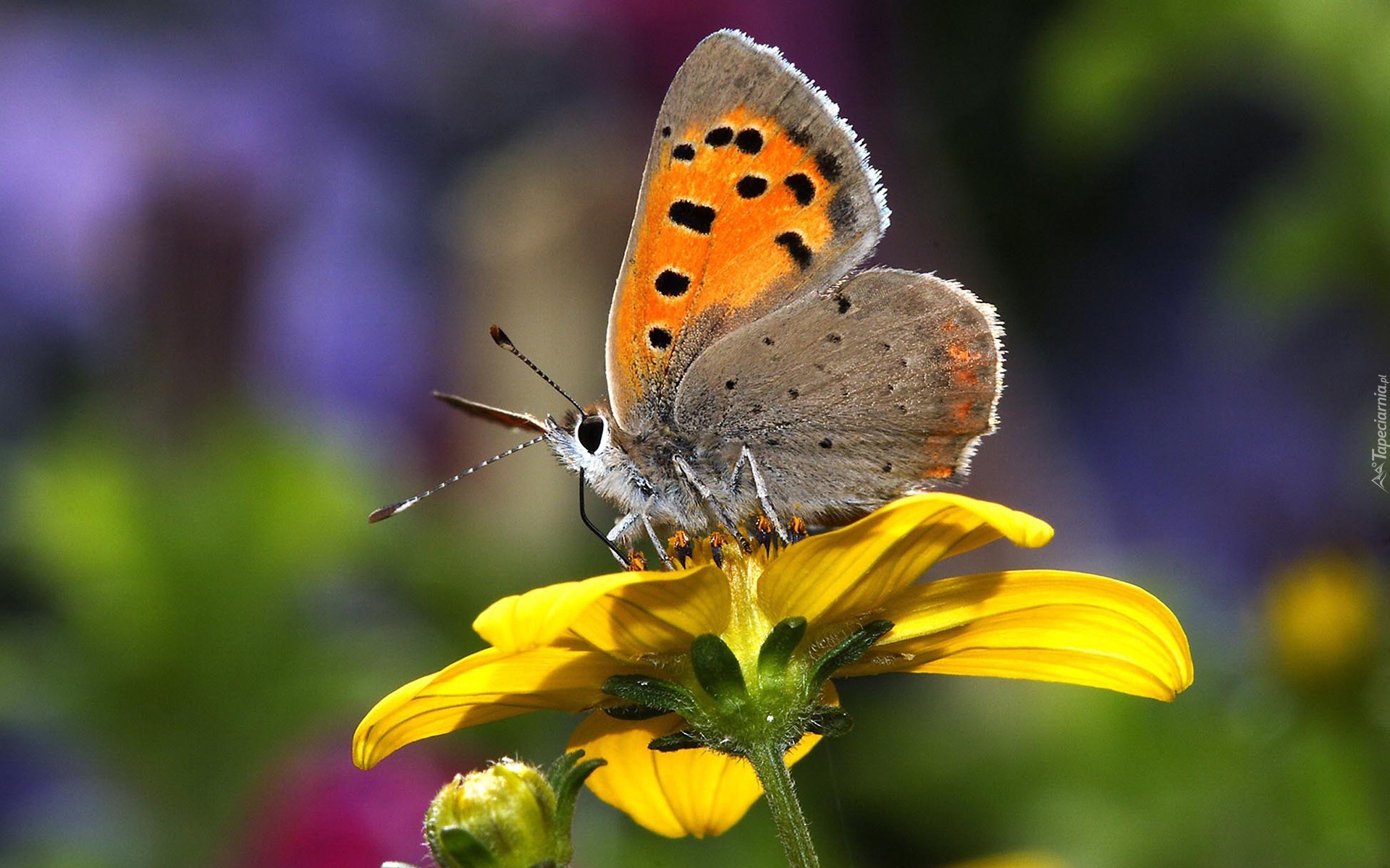 Motyl, Żółty, Kwiat