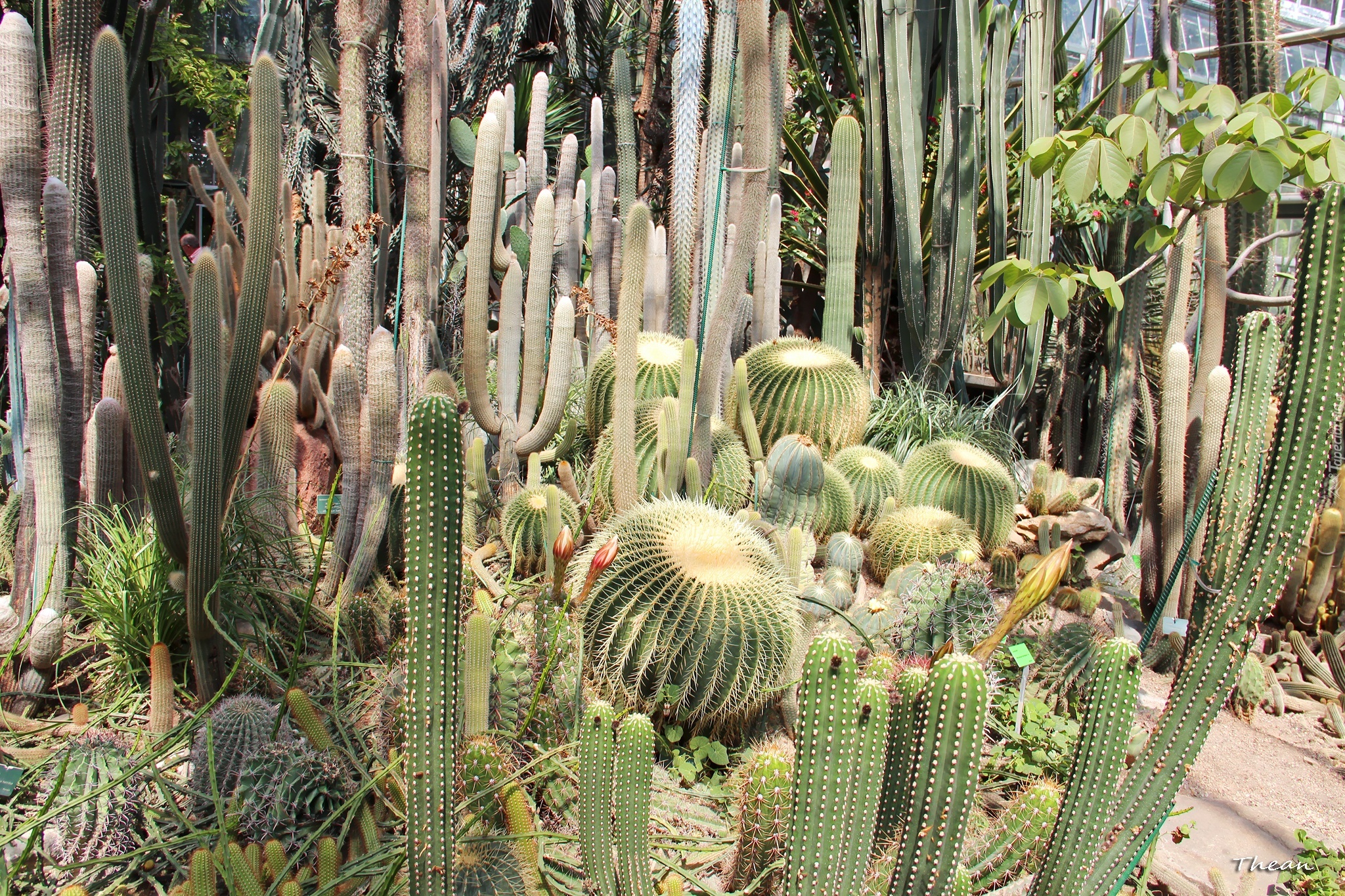 kaktusy-ogr-d-botaniczny