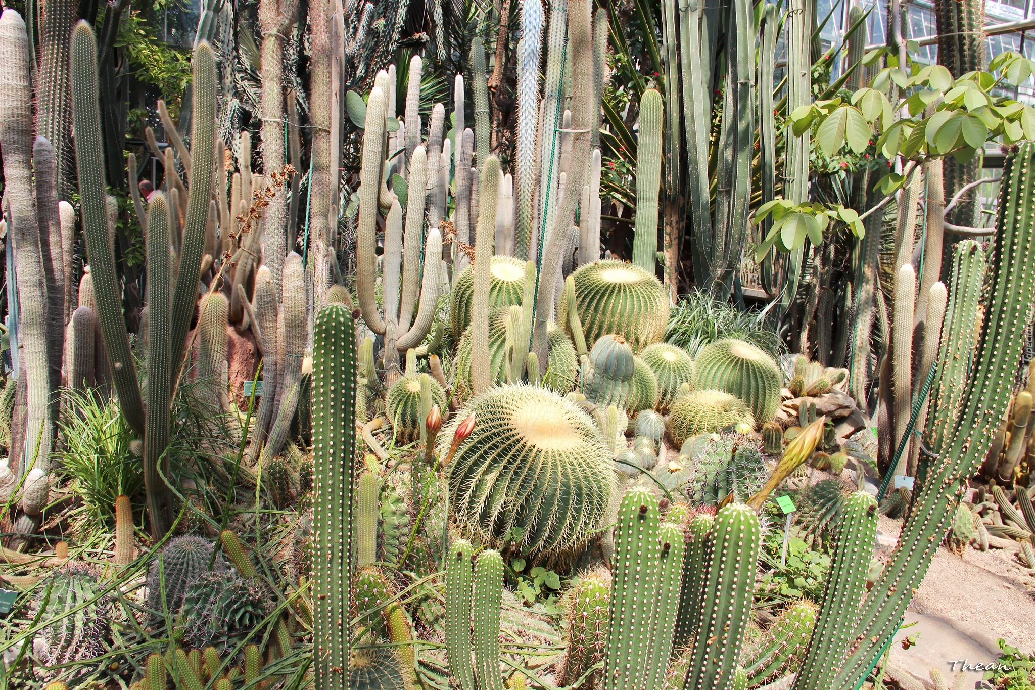 Kaktusy, Ogród botaniczny