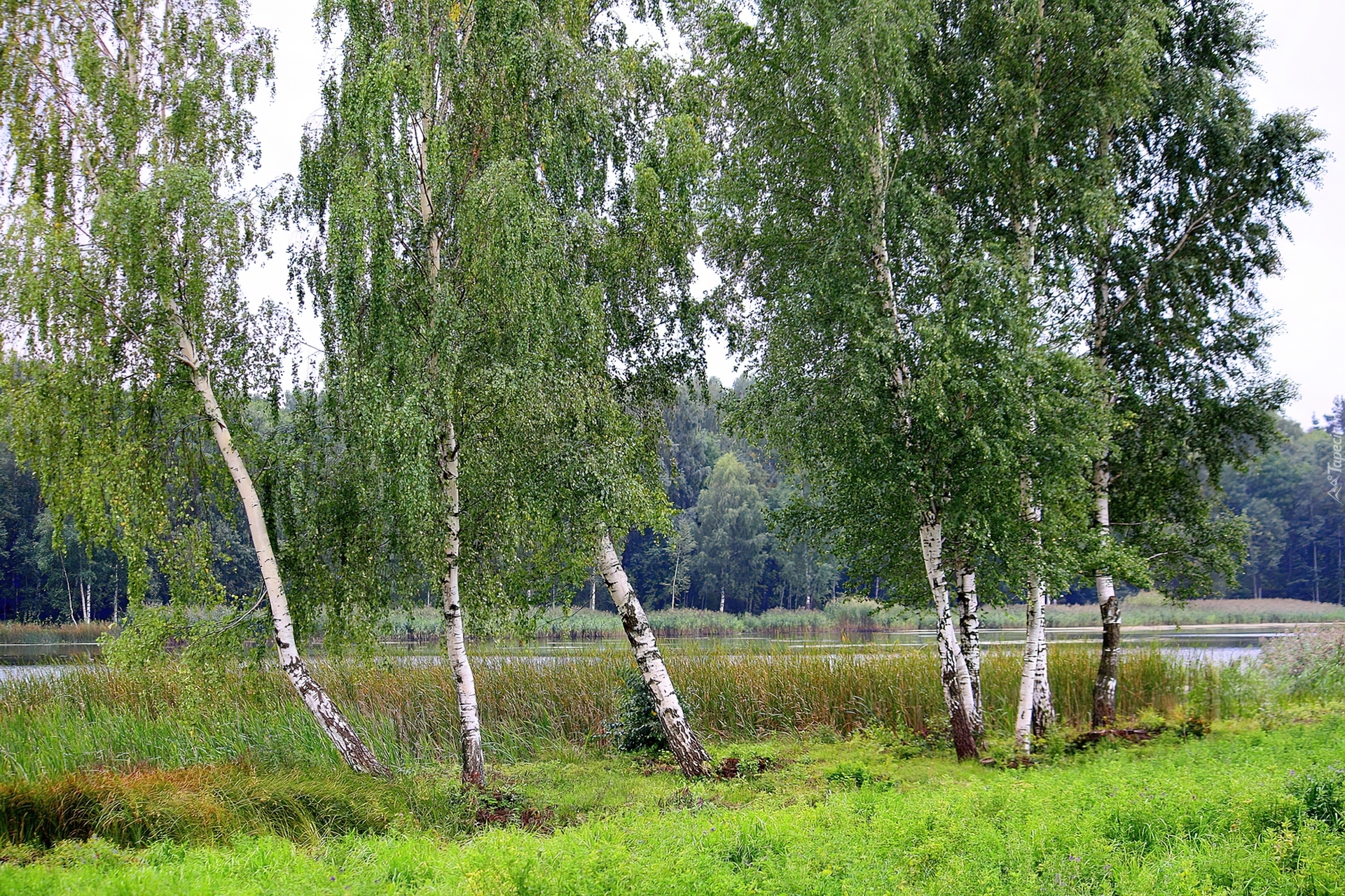 Едем в березку