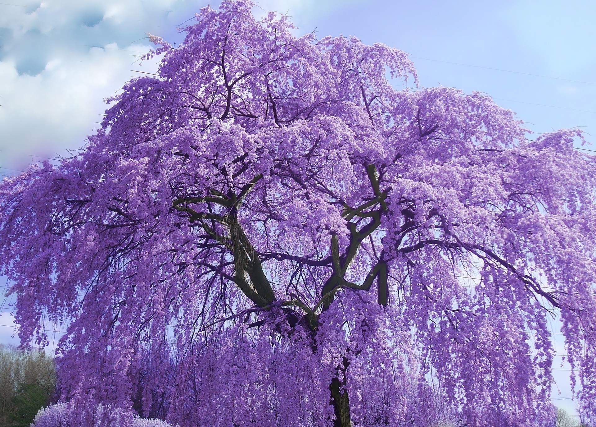 Kwitnące, Fioletowe, Drzewo